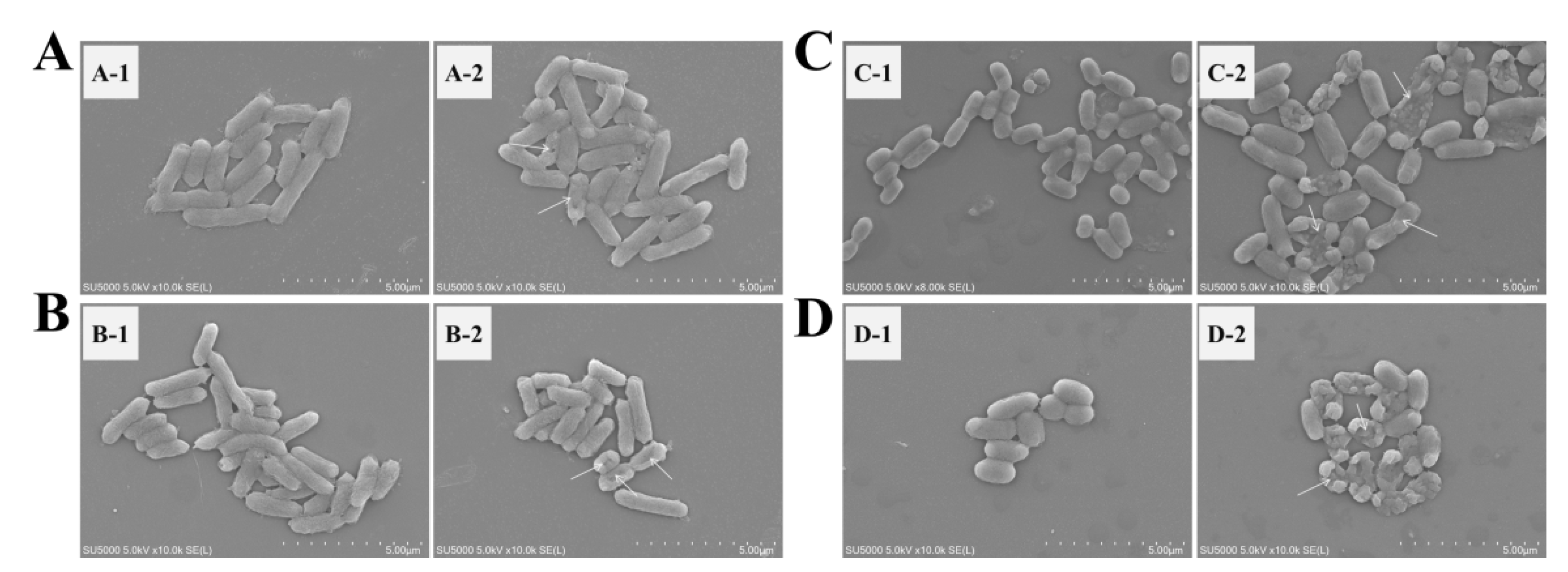 Polymers 14 01600 g008