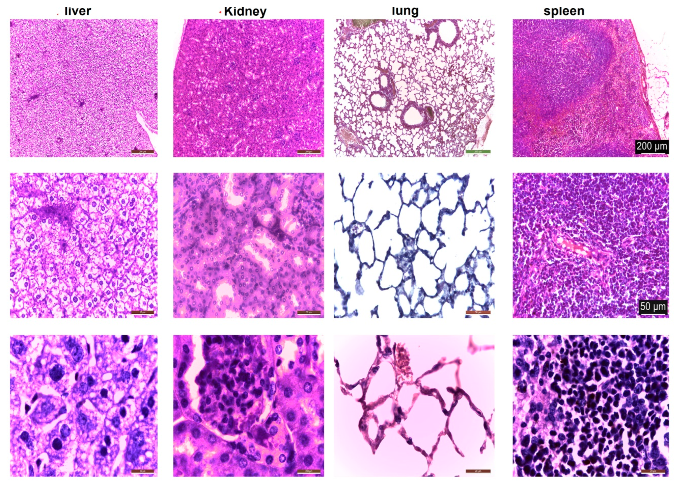 Polymers 14 01811 g010 Polymers 14 01811 g010