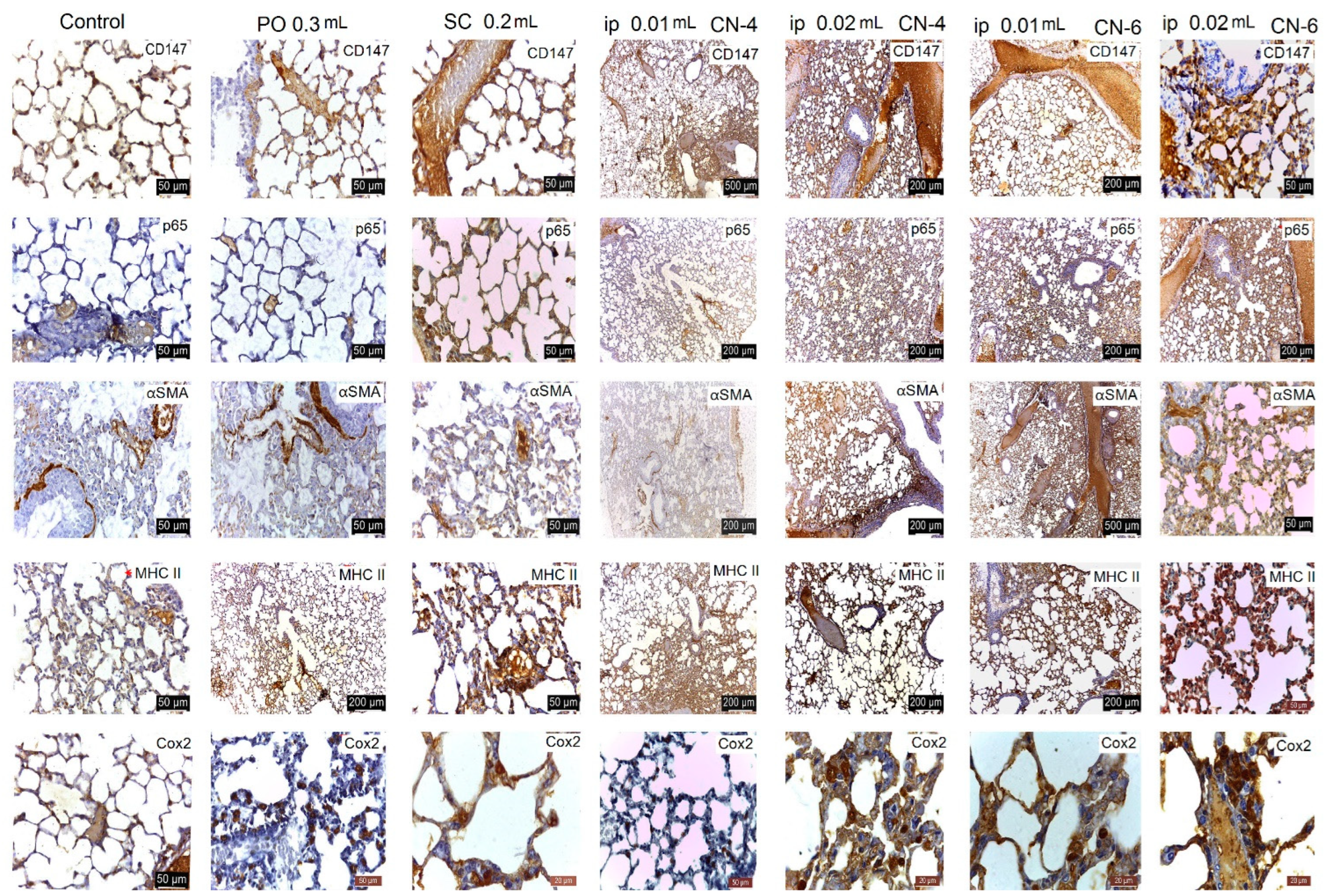 Polymers 14 01811 g017 Polymers 14 01811 g017