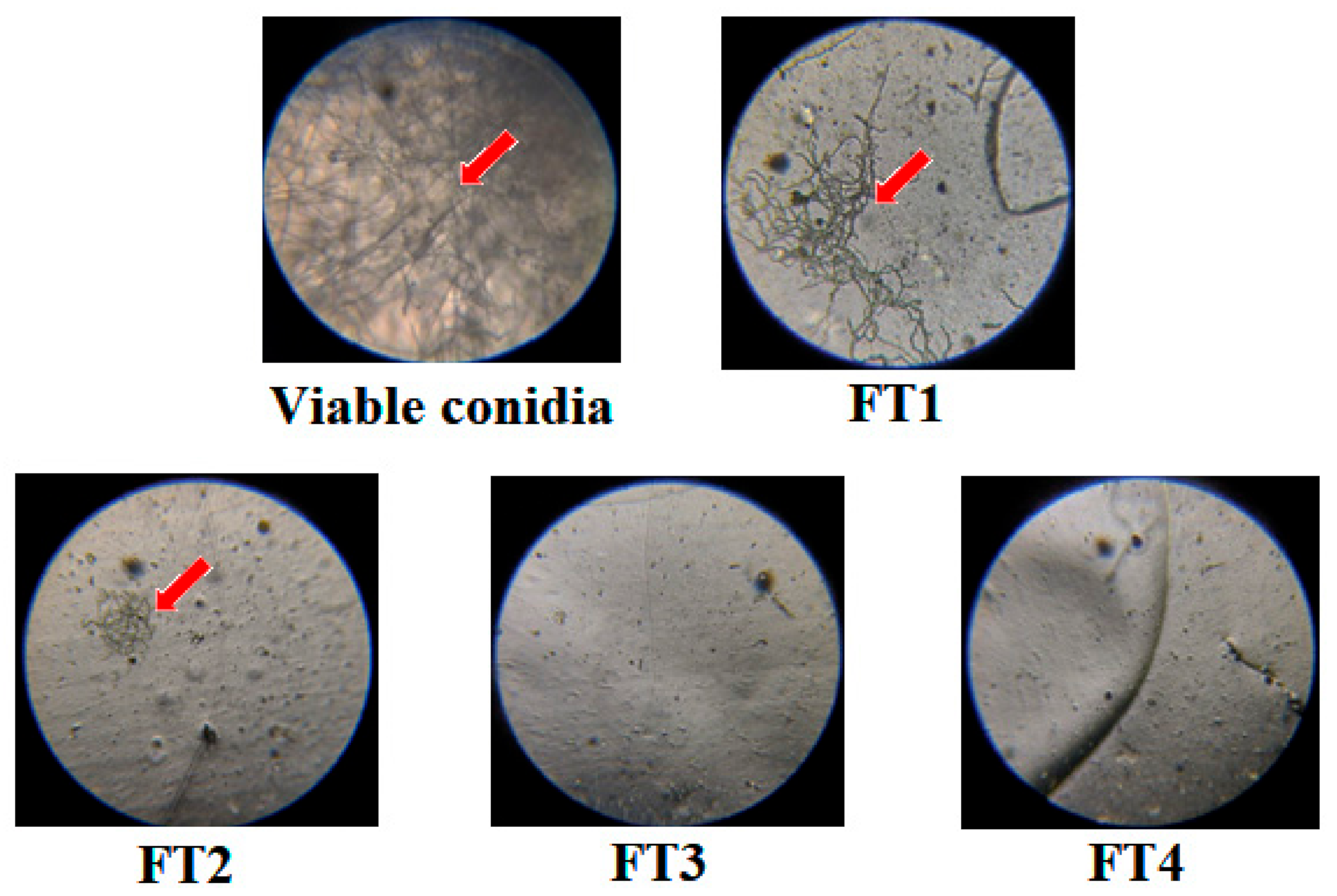 Polymers 14 02050 g010