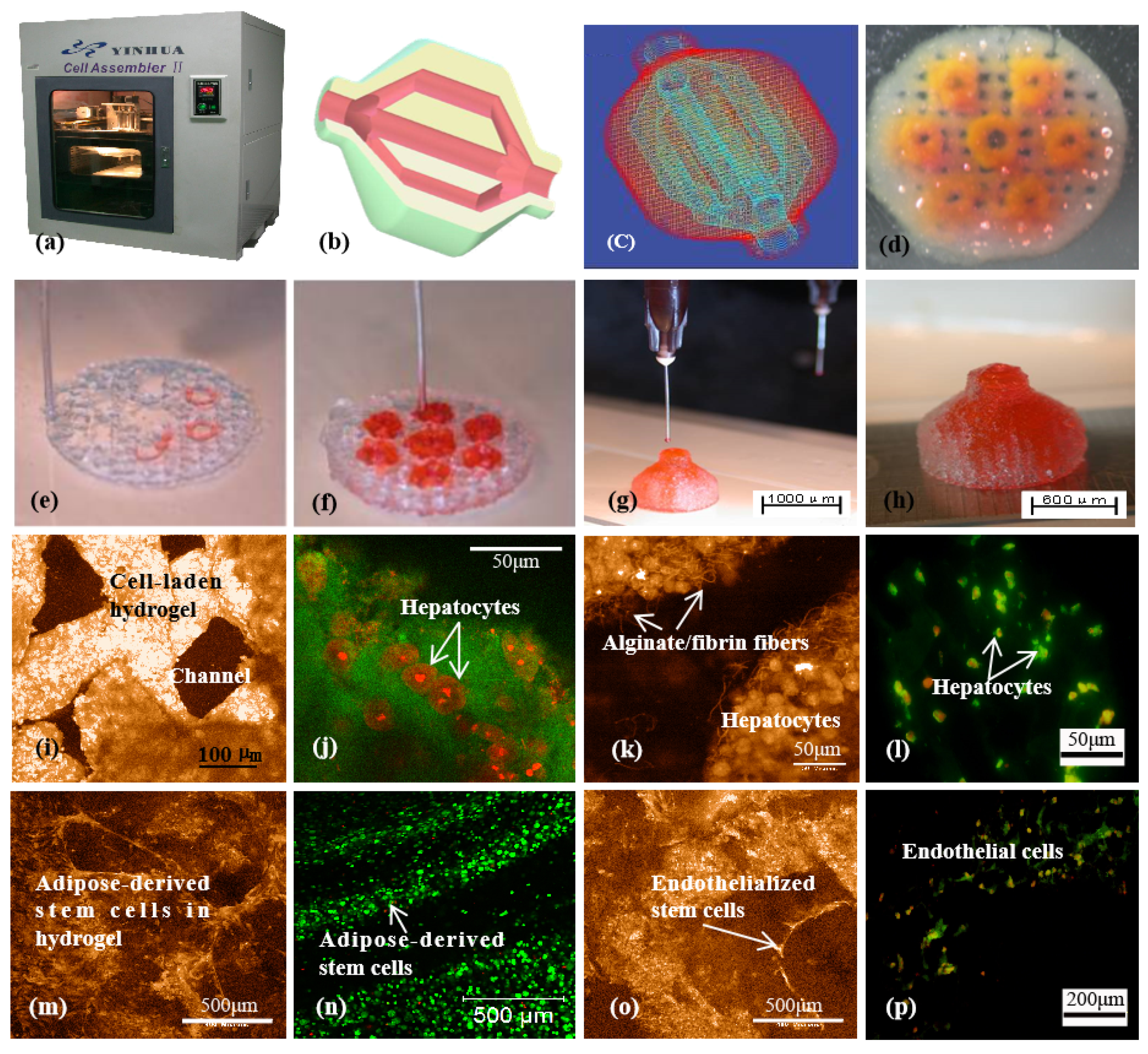 Polymers 14 02182 g004
