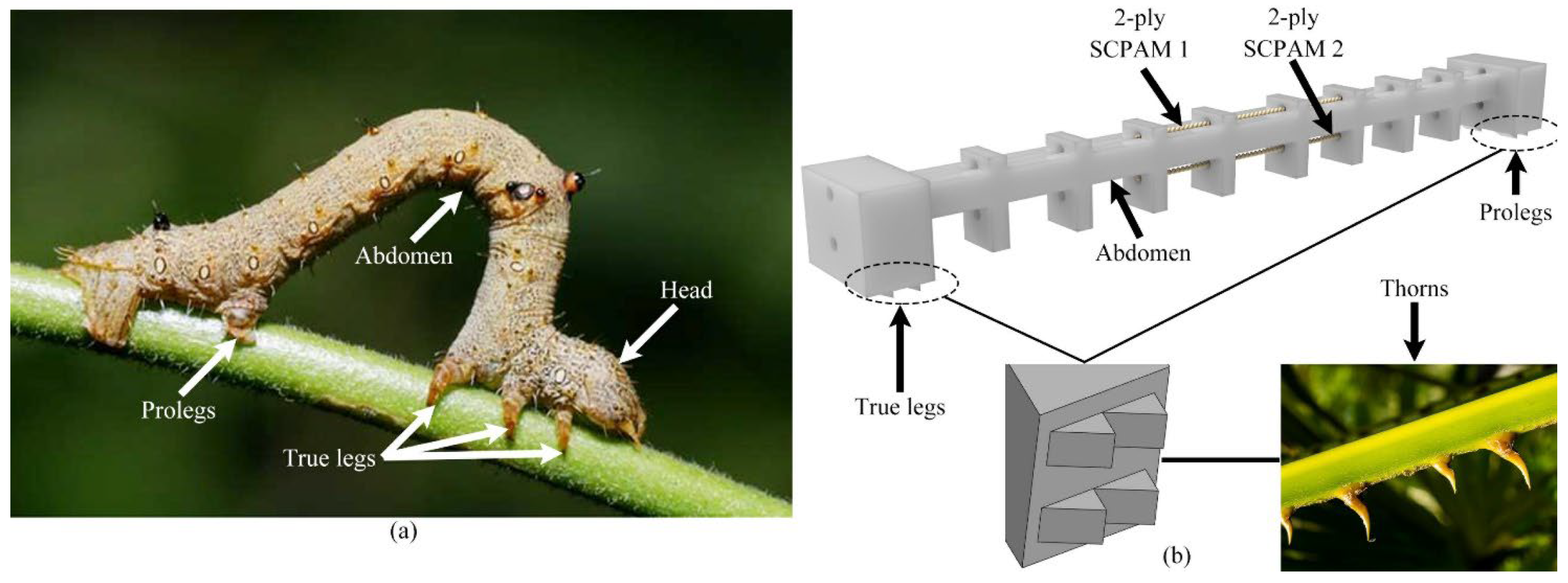Polymers 14 02265 g003