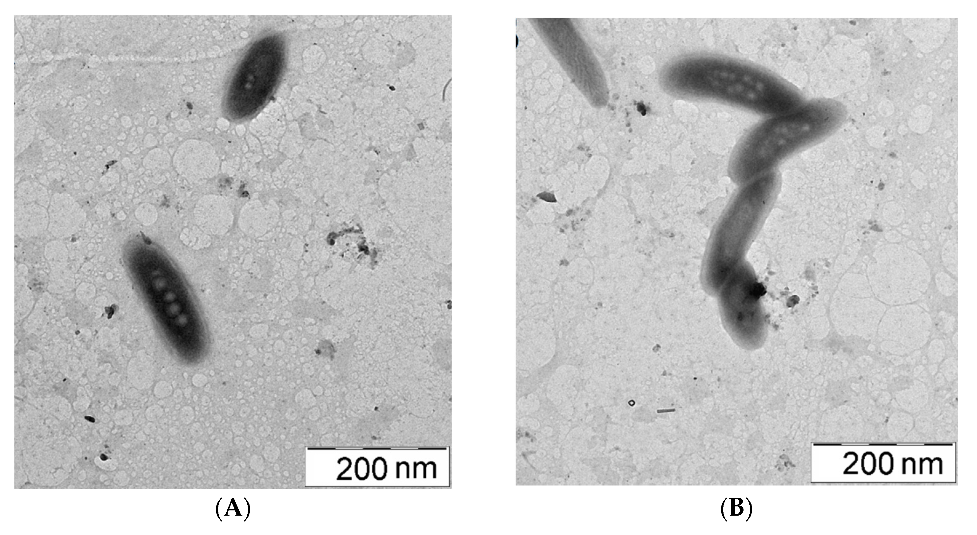 Polymers 14 02279 g002