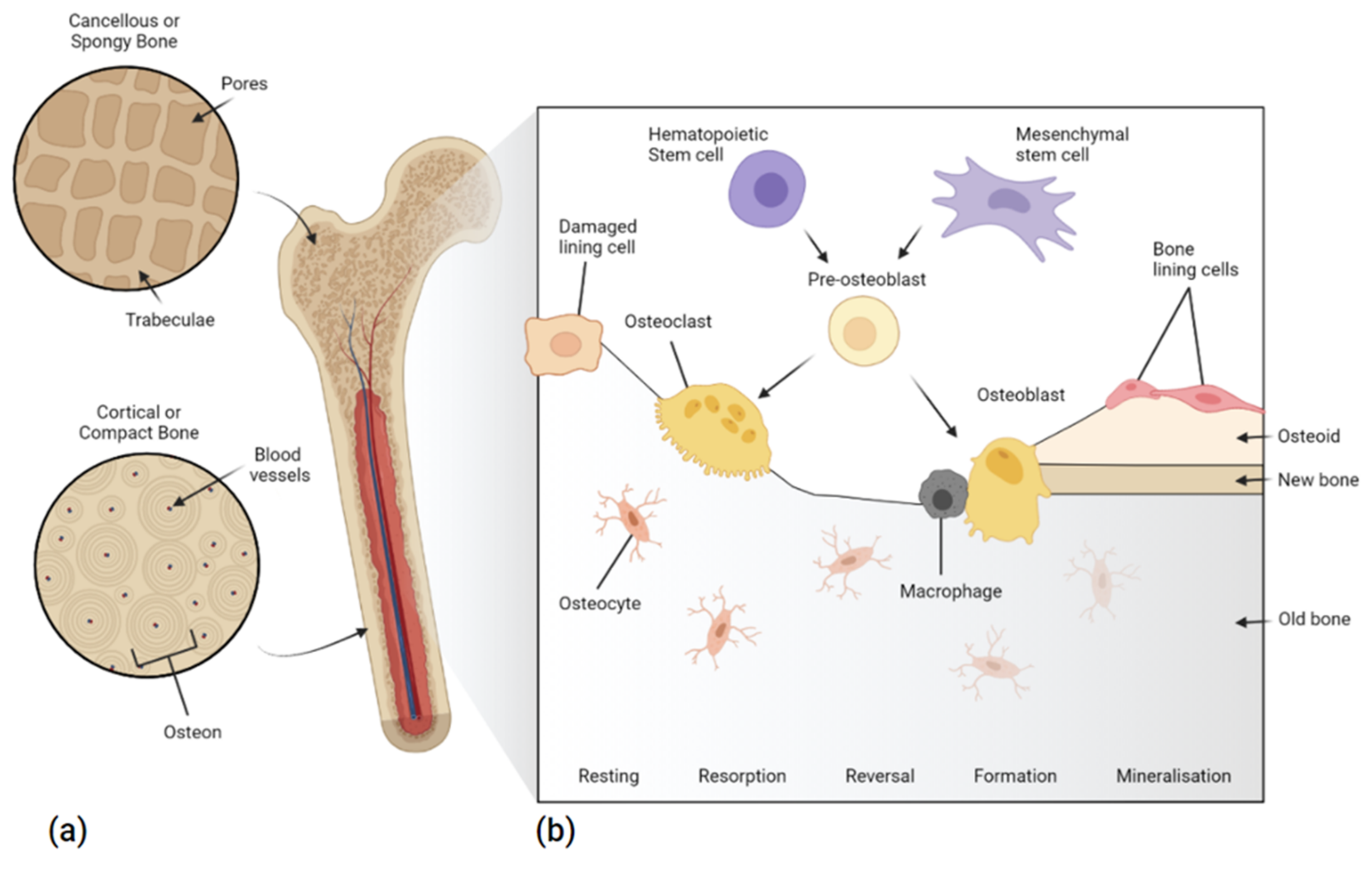 Polymers | Free Full-Text | Laser Sintering Approaches for Bone Tissue  Engineering