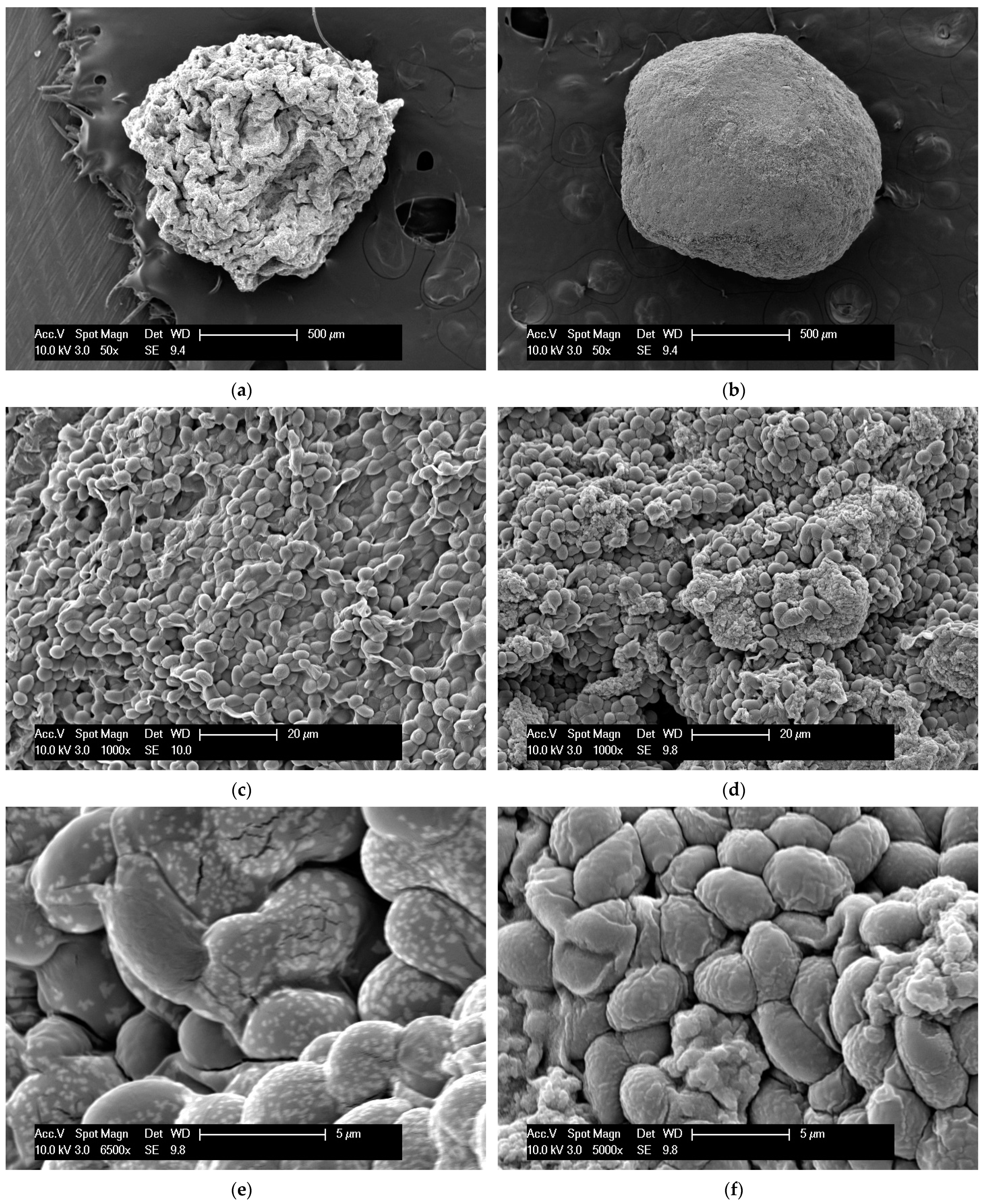 Polymers 14 02400 g004