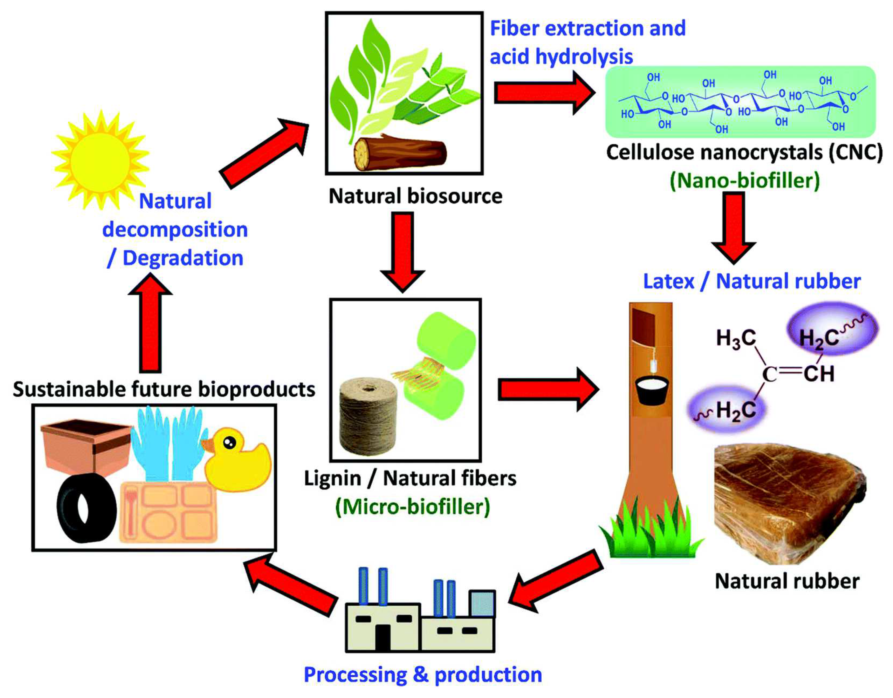 Growth dynamics of Chlamydomonas biconvexaEmbrapa