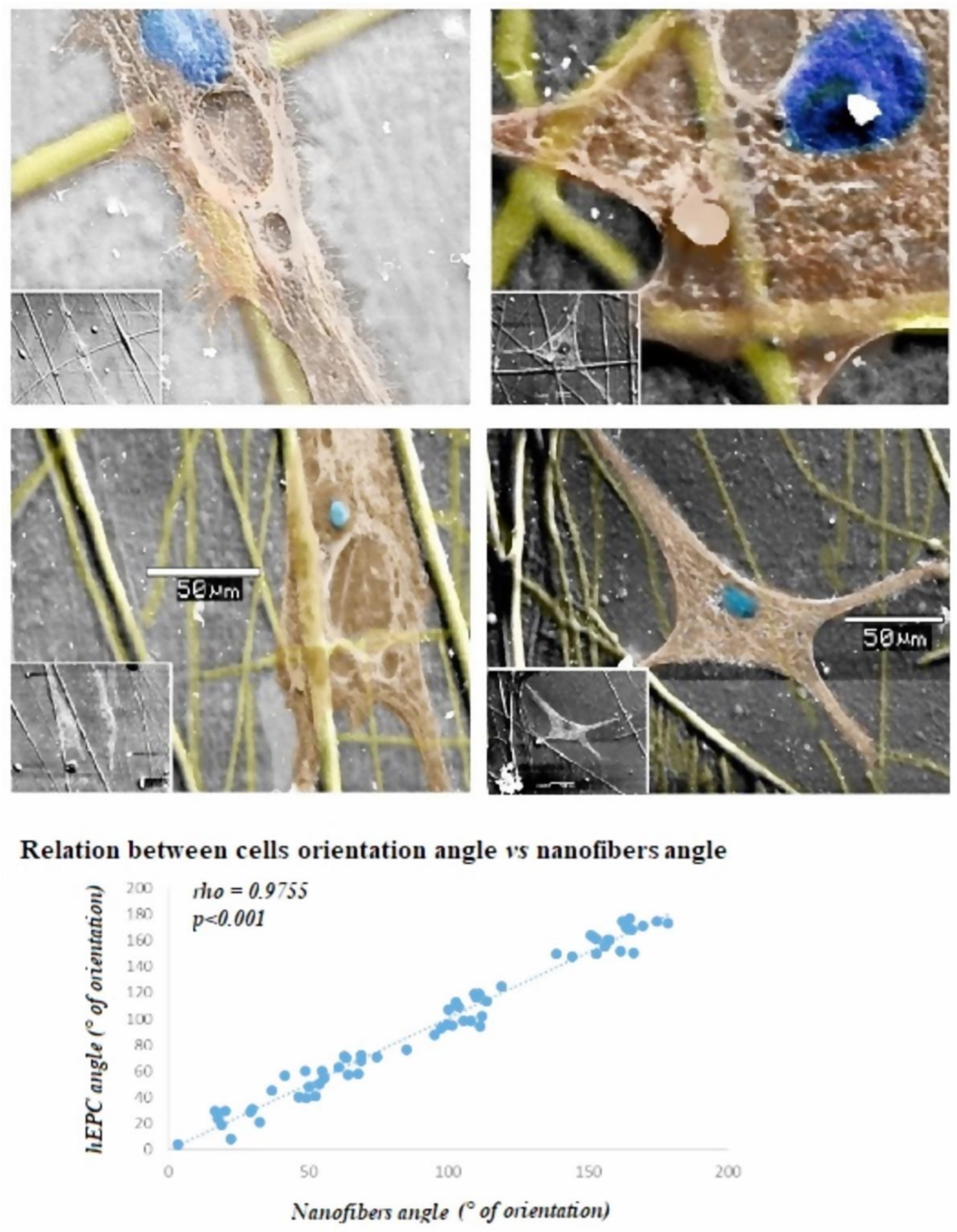 Polymers 14 02448 g005
