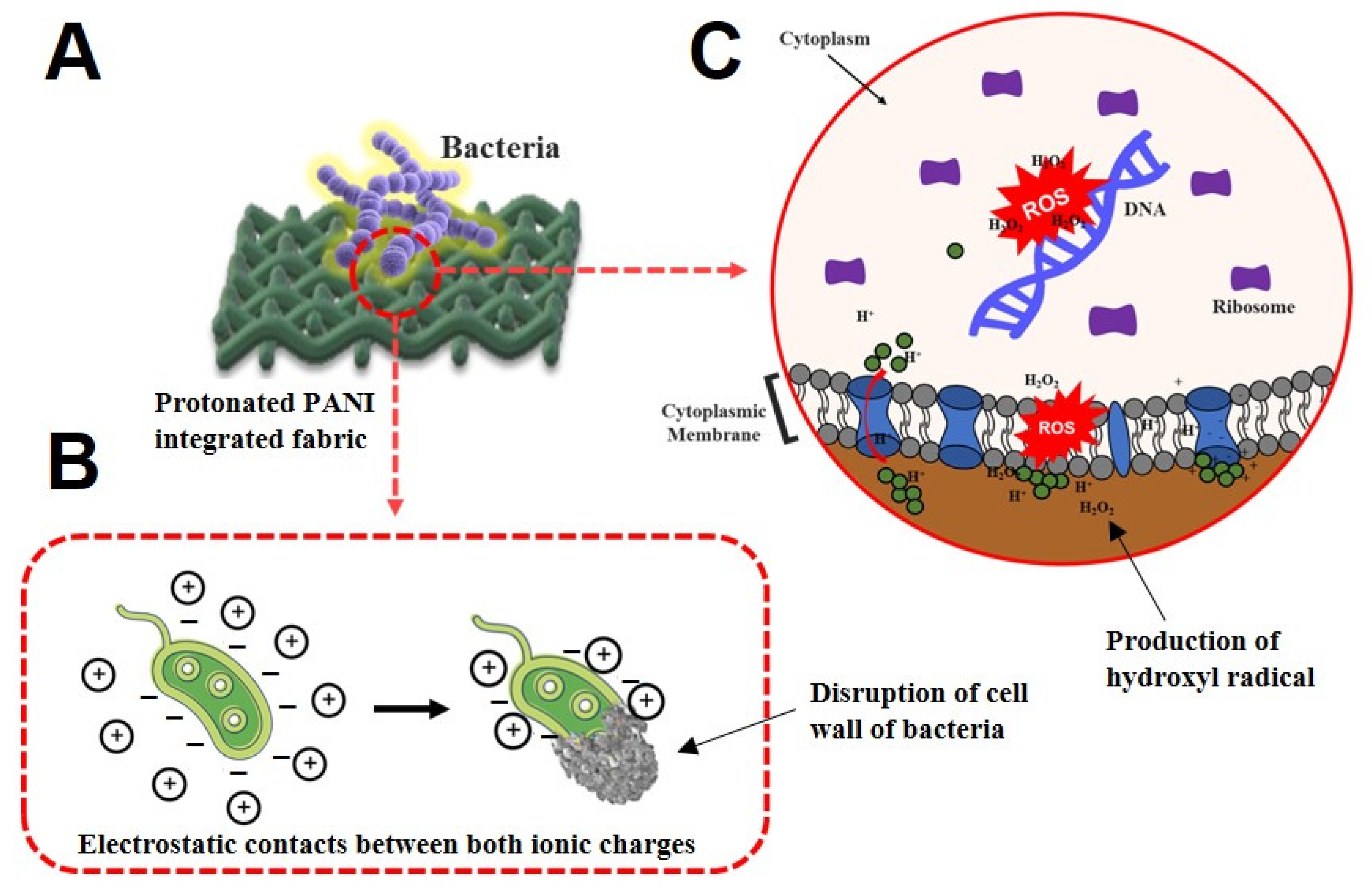 Polymers 14 02617 g005