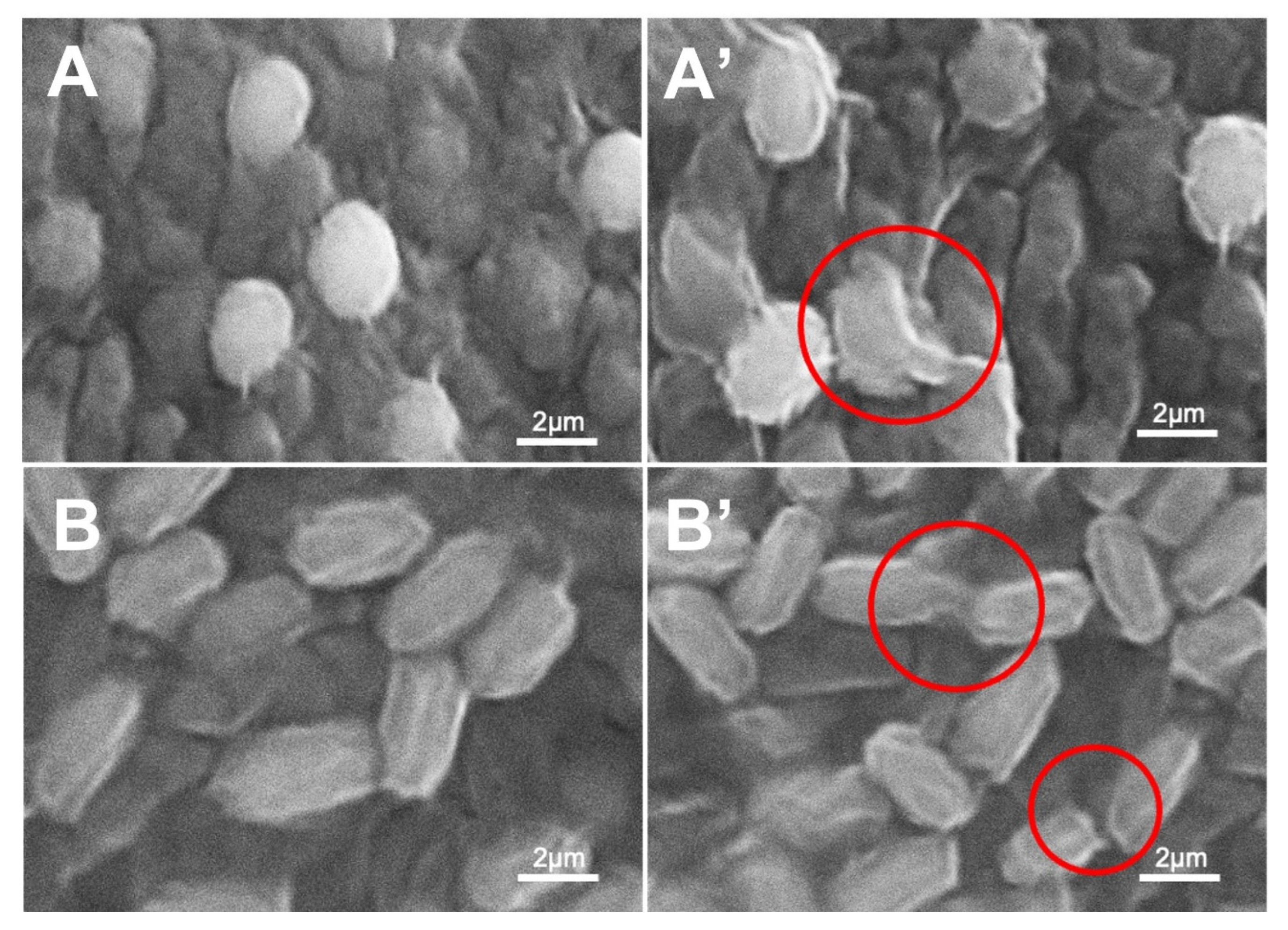 Polymers 14 02617 g006