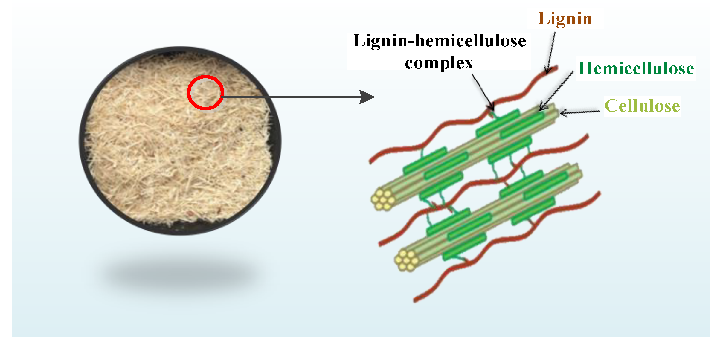 hemicellulose cellulose lignin
