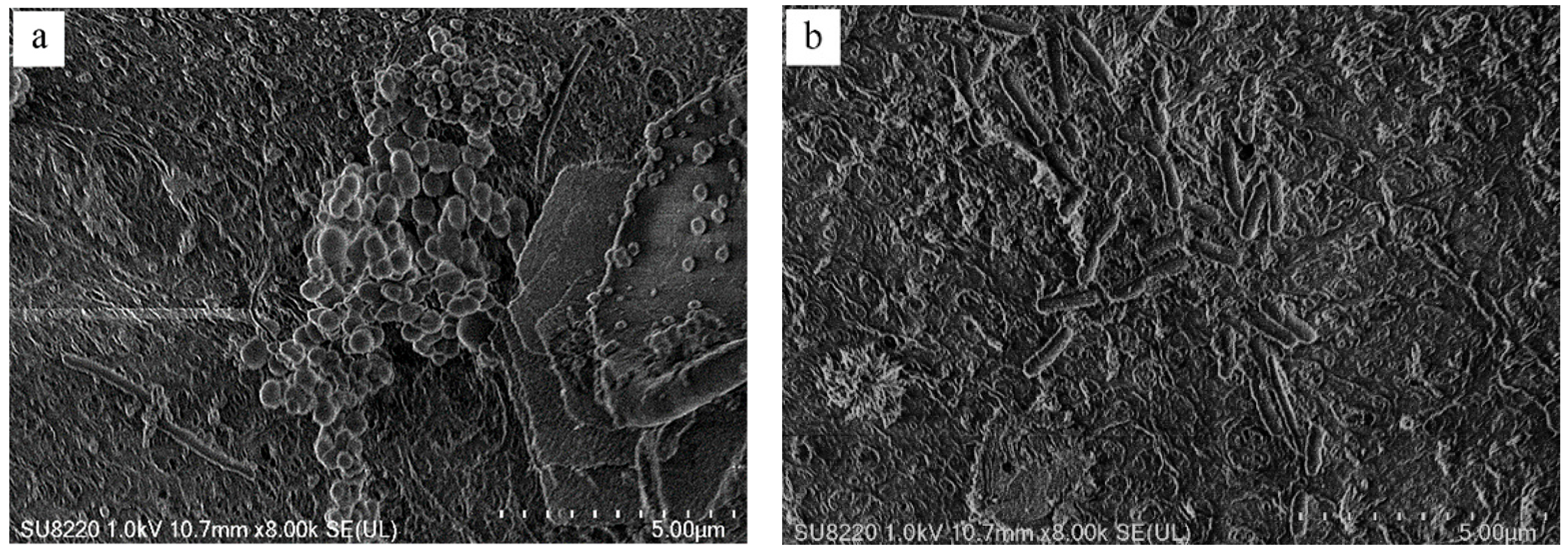 Polymers 14 02998 g011