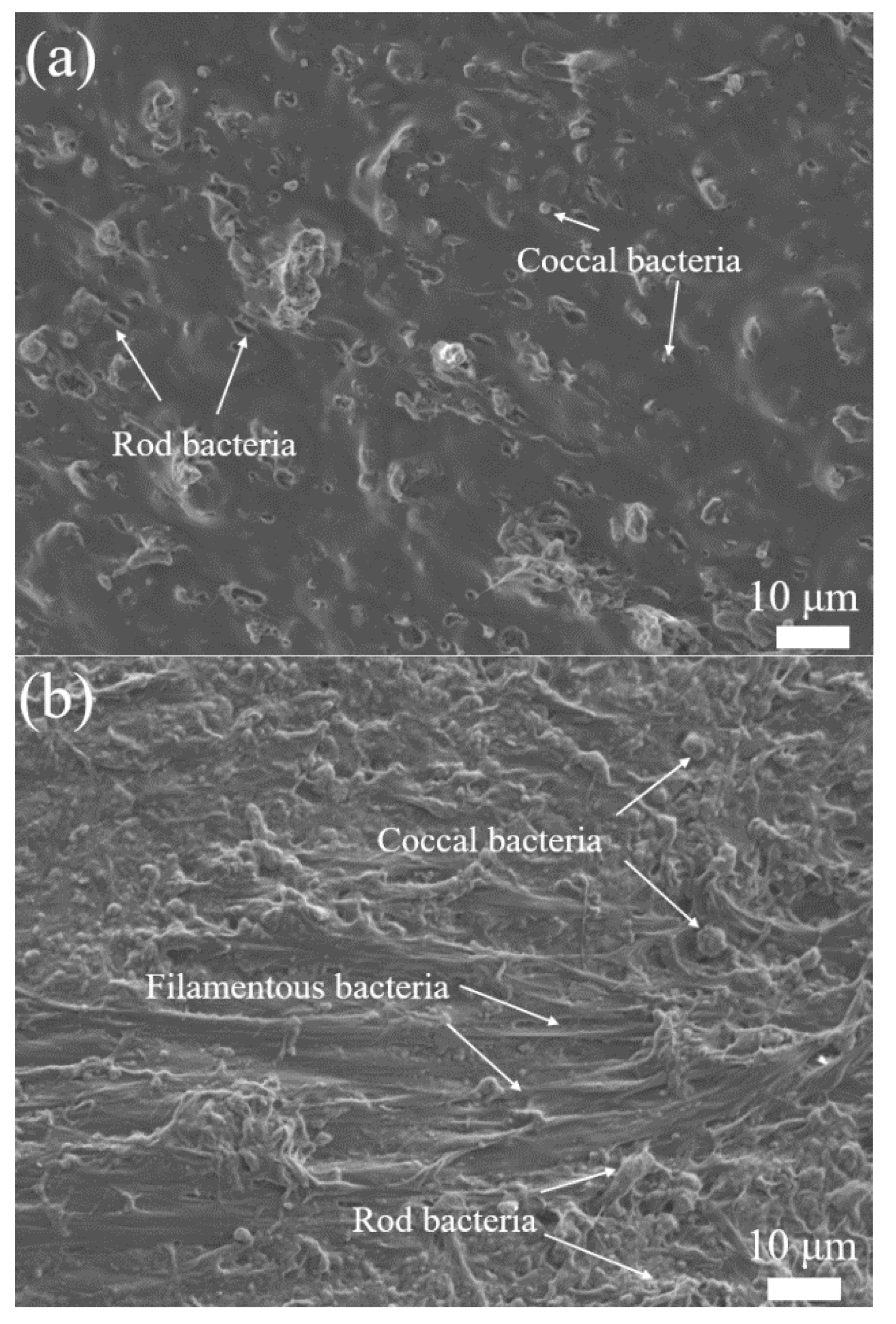 Polymers 14 03010 g004