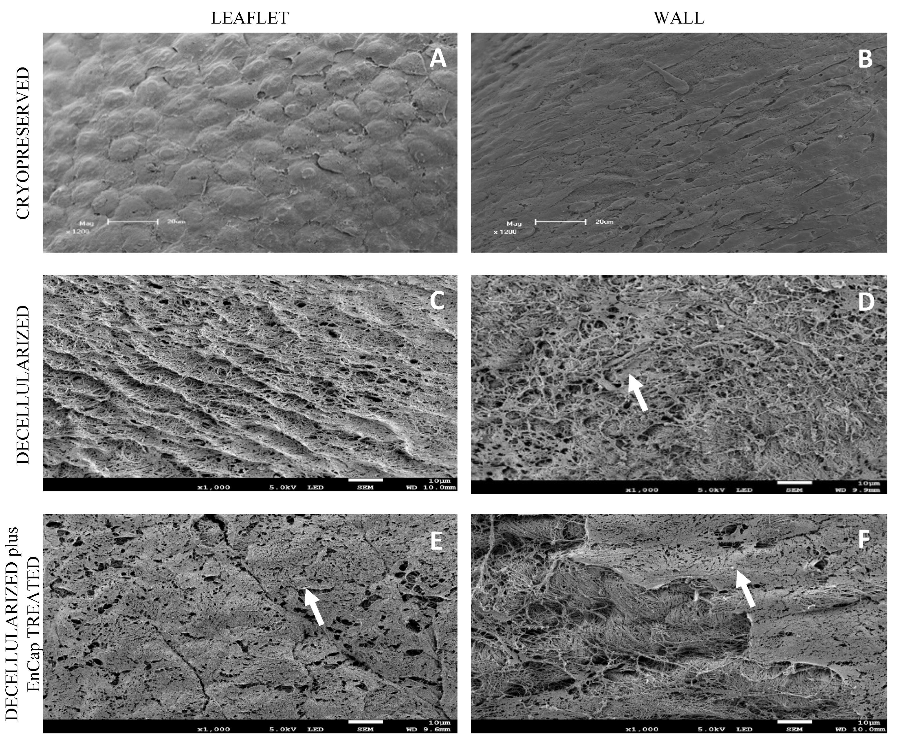 Polymers 14 03036 g006 Polymers 14 03036 g006
