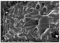 Polymers 14 03189 i005