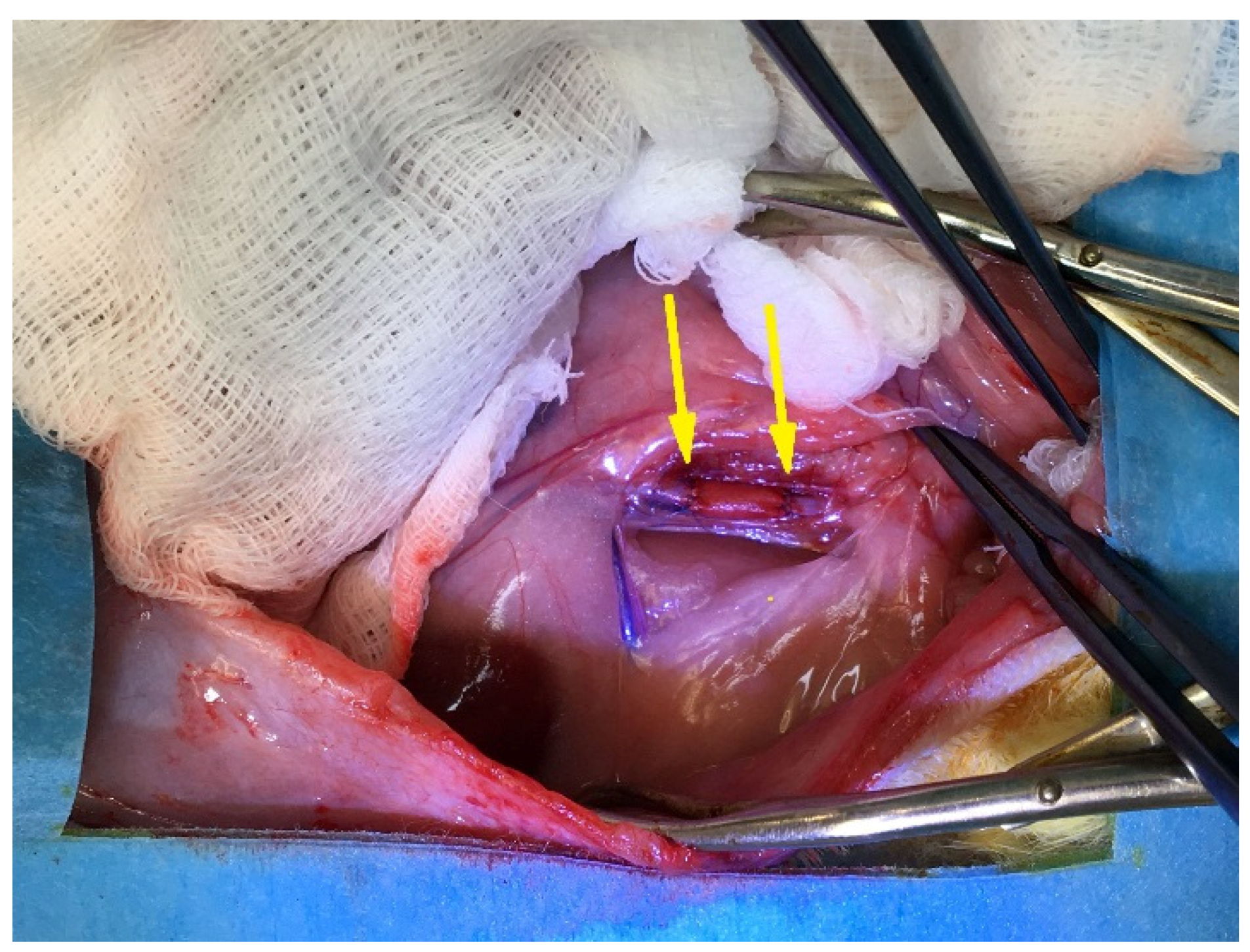 Polymers 14 03313 g002