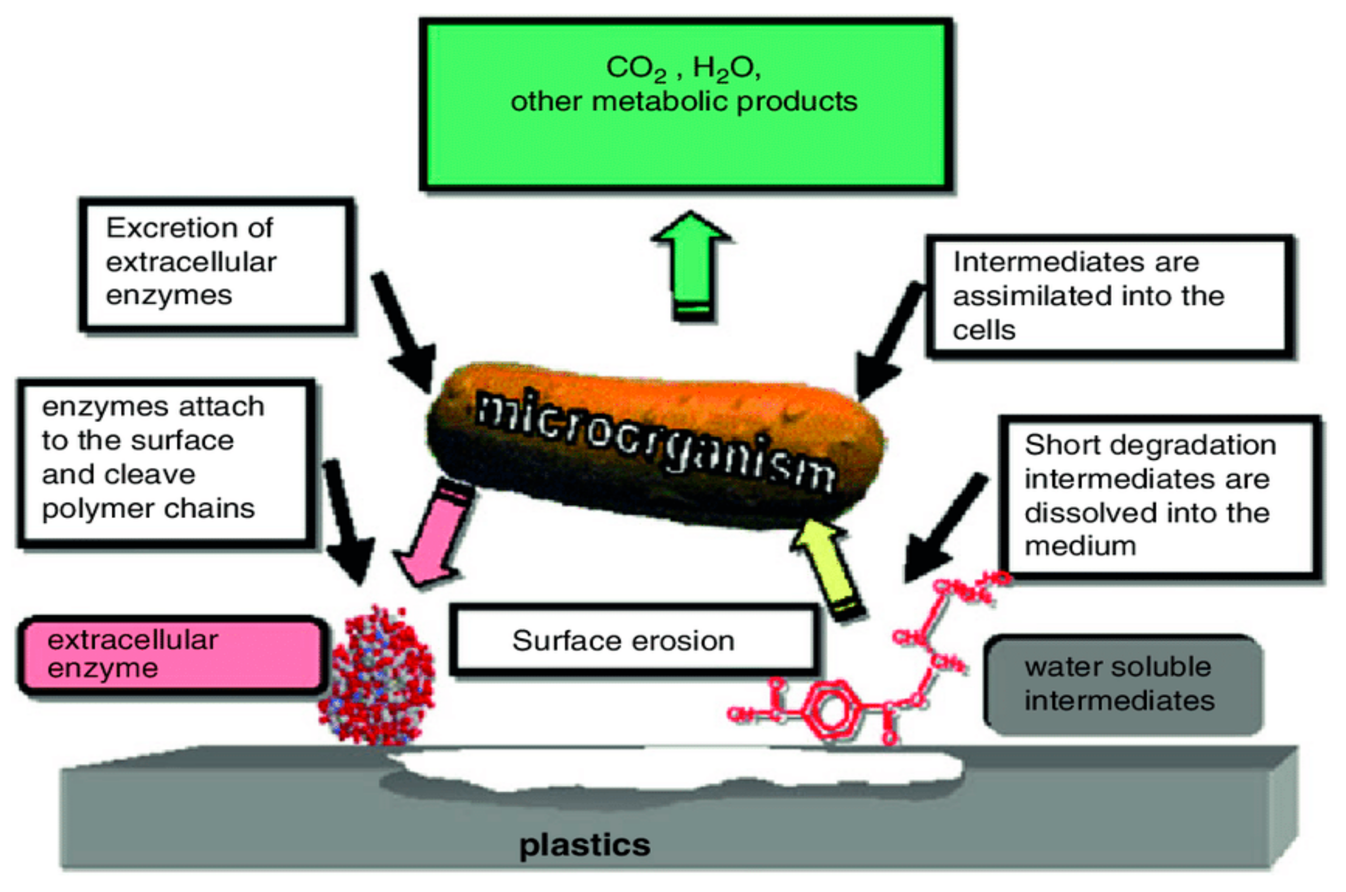 Polymers | Free Full-Text | Novel Approach In Biodegradation Of ...