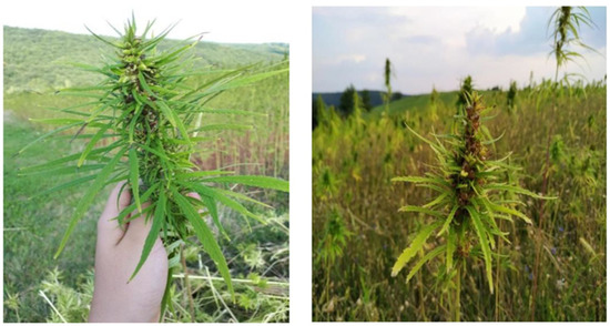 11 Unbelievable Facts About Hemp Fabric – B Label