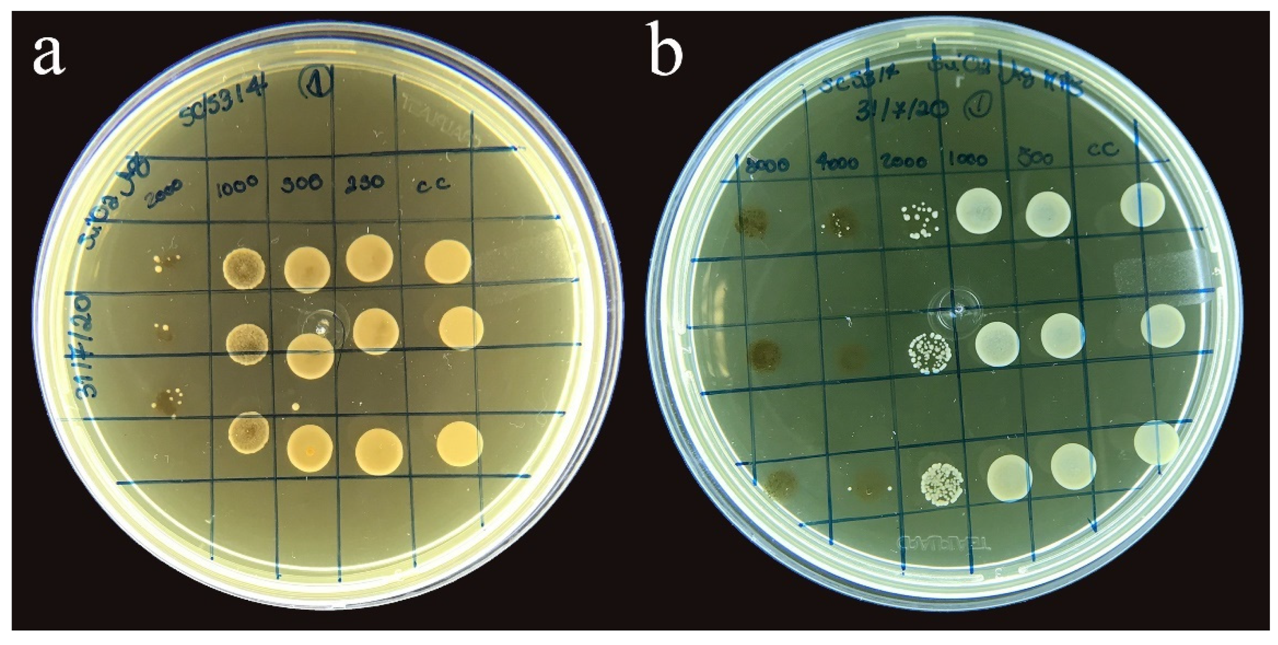 Polymers 14 04306 g005
