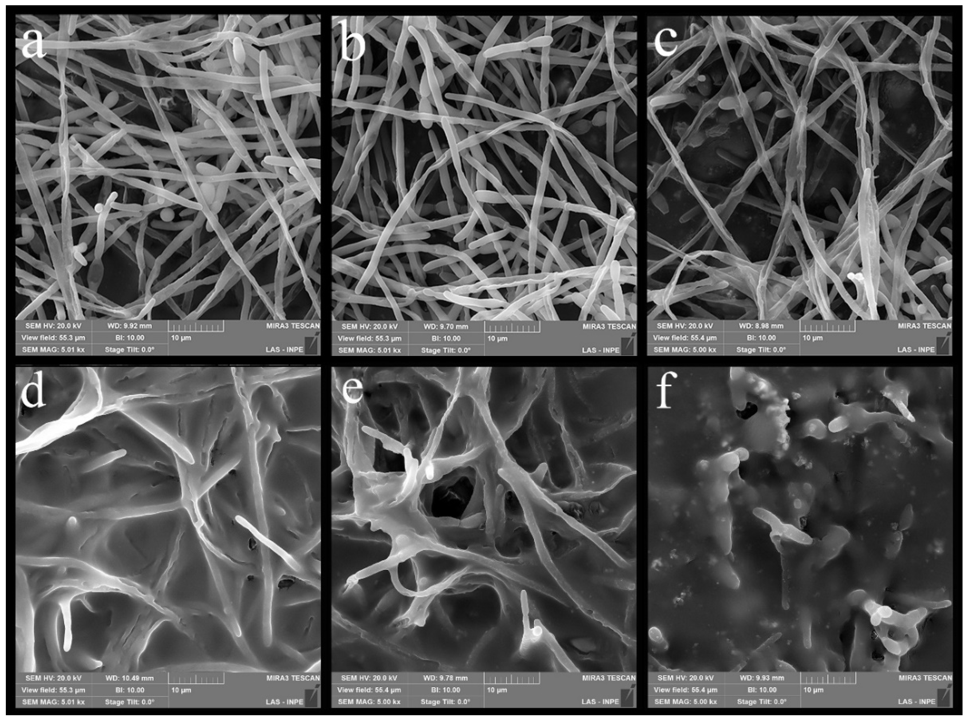 Polymers 14 04306 g008