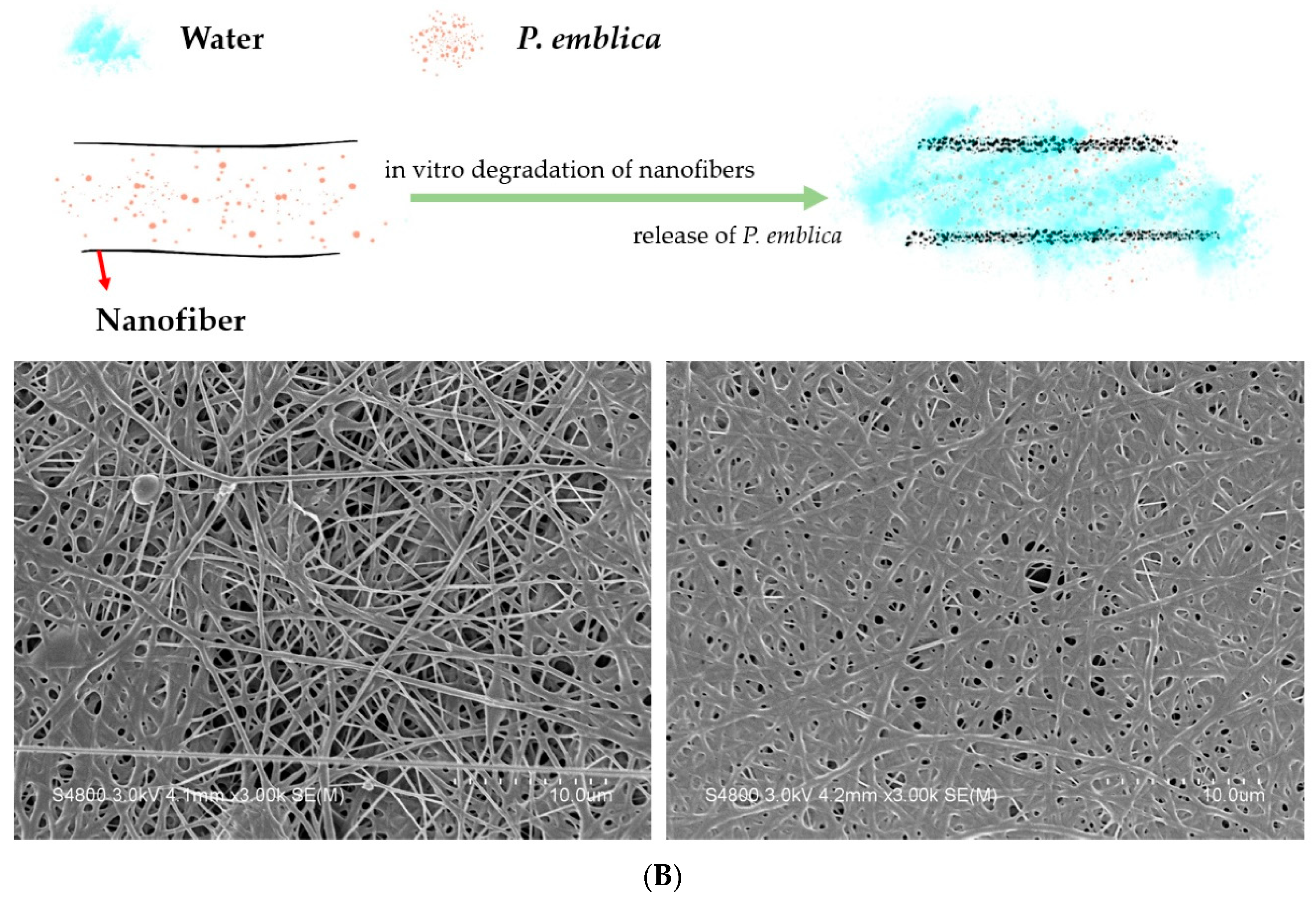 Polymers 14 04470 g007b