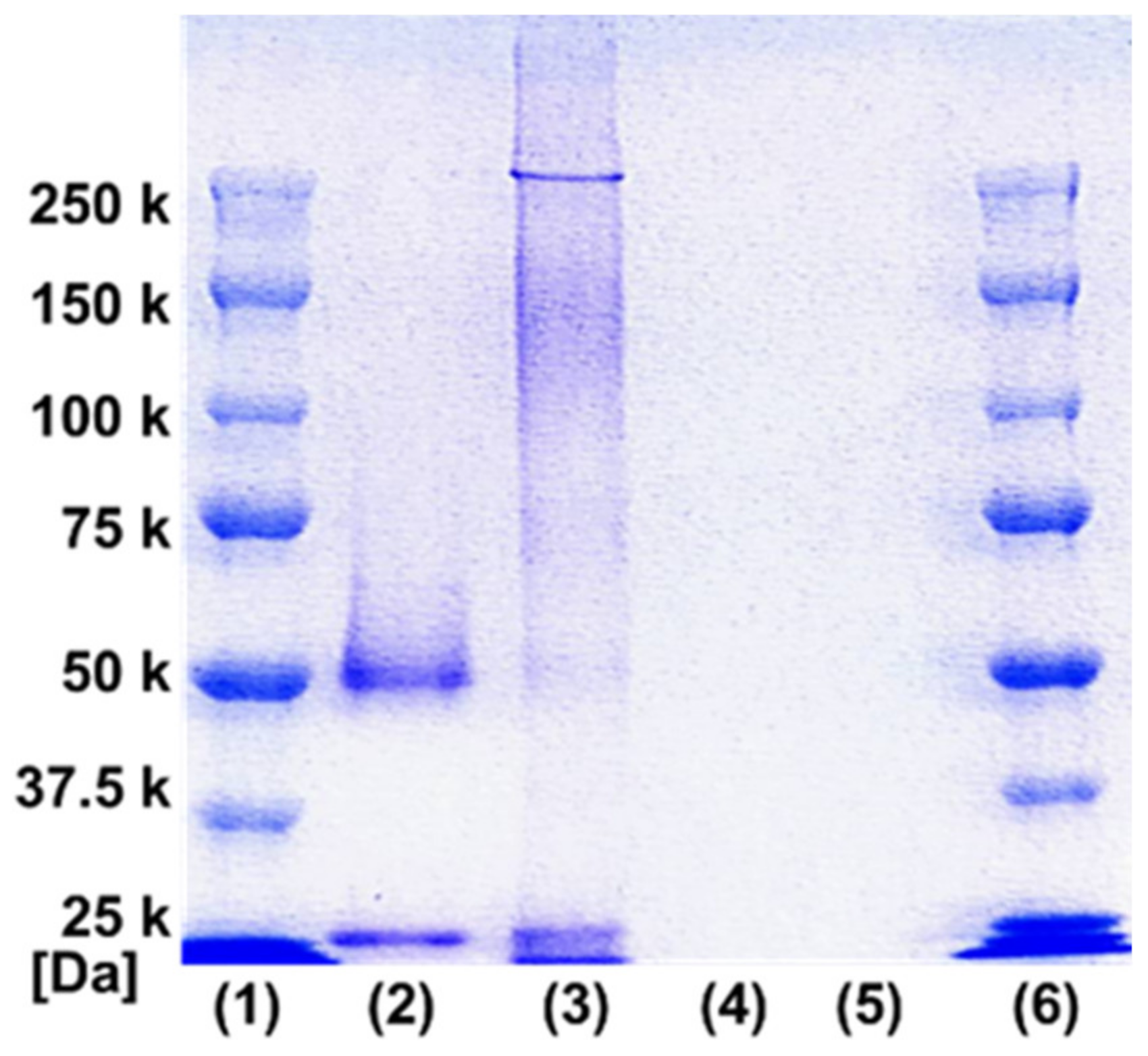 Polymers Free Full Text Preparation Of Temperature Responsive Antibody Ndash Nanoparticles By Raft Mediated Grafting From Polymerization Html