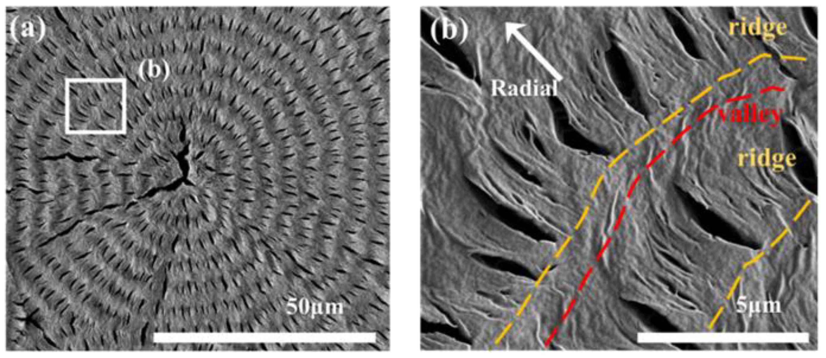 Polymers 14 04781 g002