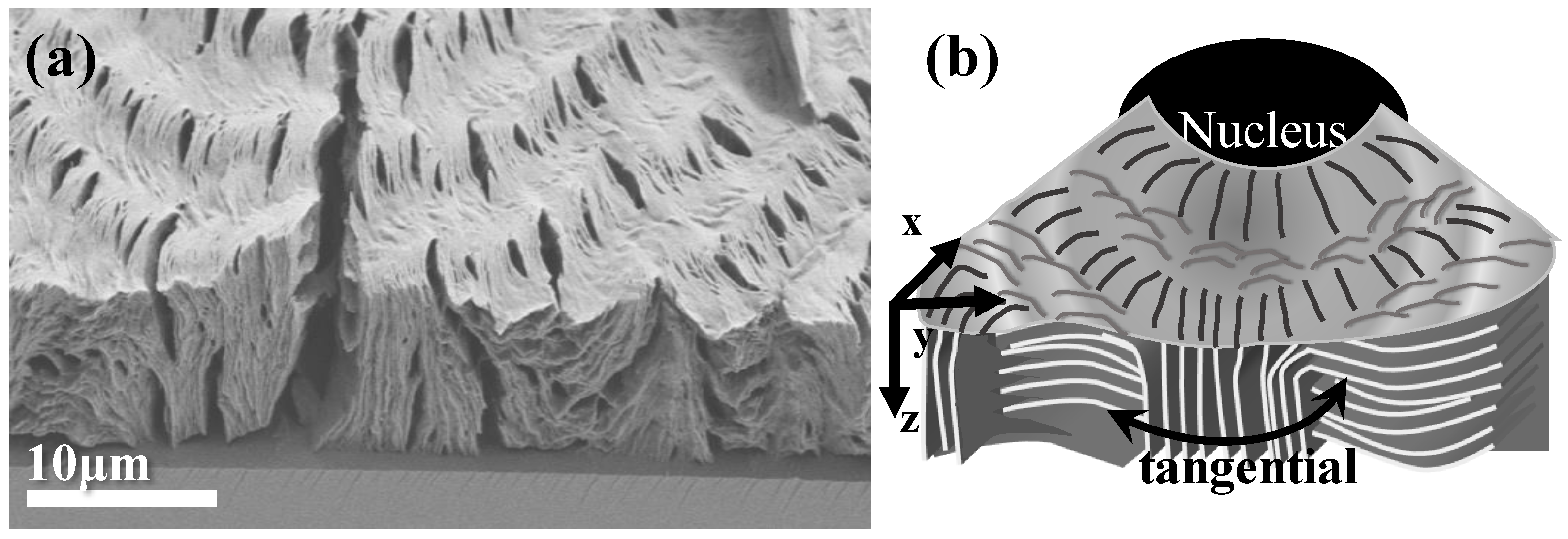 Polymers 14 04781 g004
