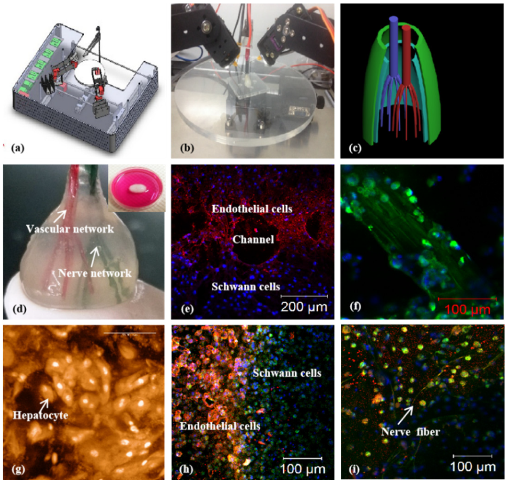 Polymers | Free Full-Text | 3D Bioprinting for Pancreas  Engineering/Manufacturing