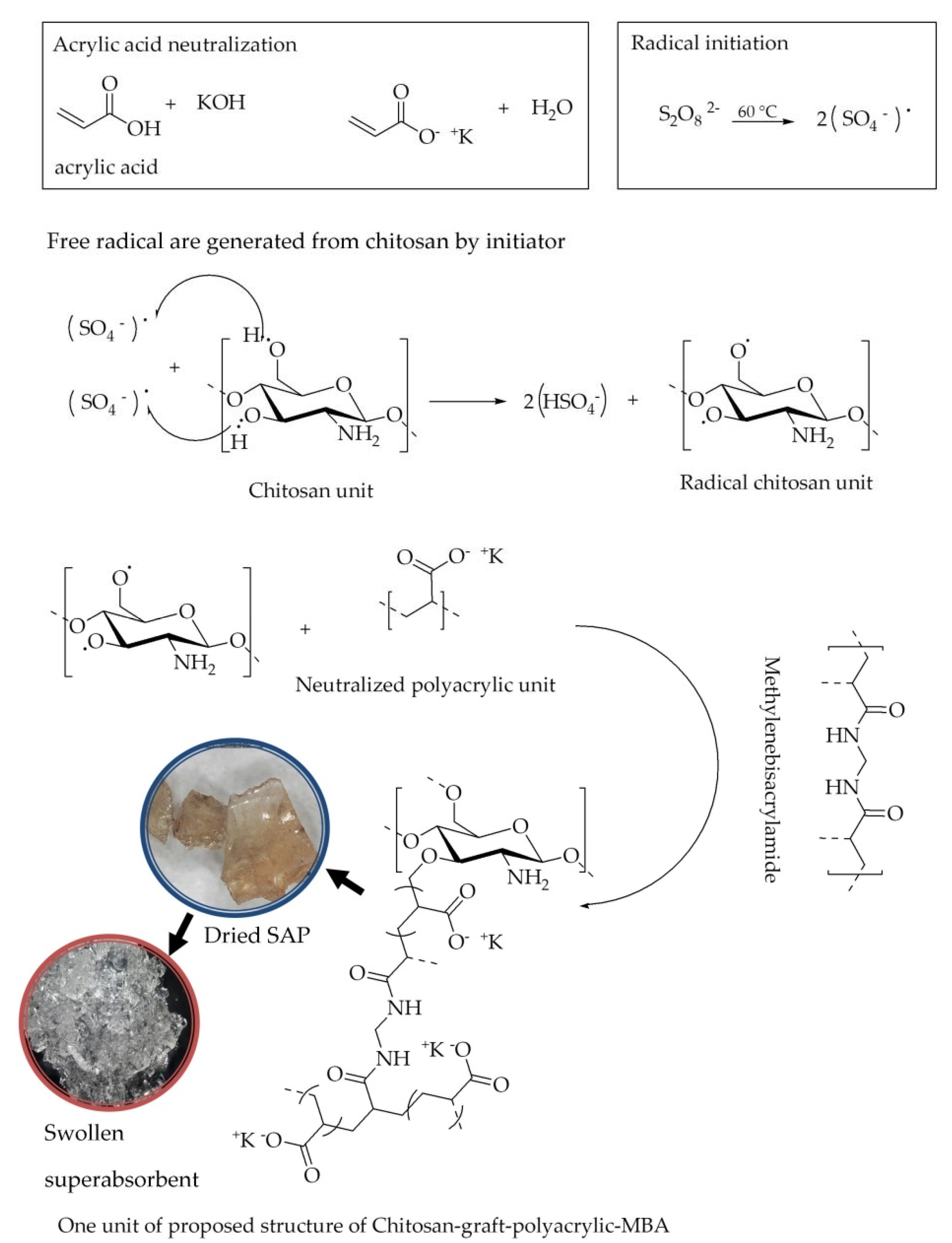 Polymers | Free Full-Text | Chitosan-Graft-Poly(acrylic acid)  Superabsorbent&rsquo;s Water Holding in Sandy Soils and Its Application in  Agriculture