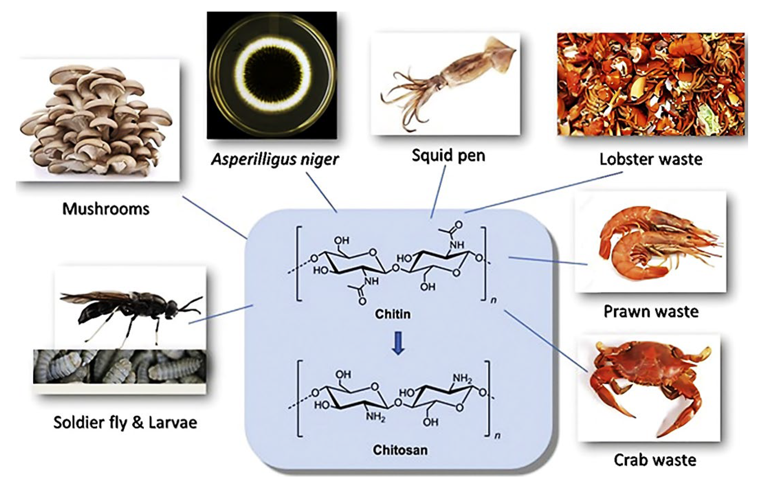 Polymers 14 05244 g003