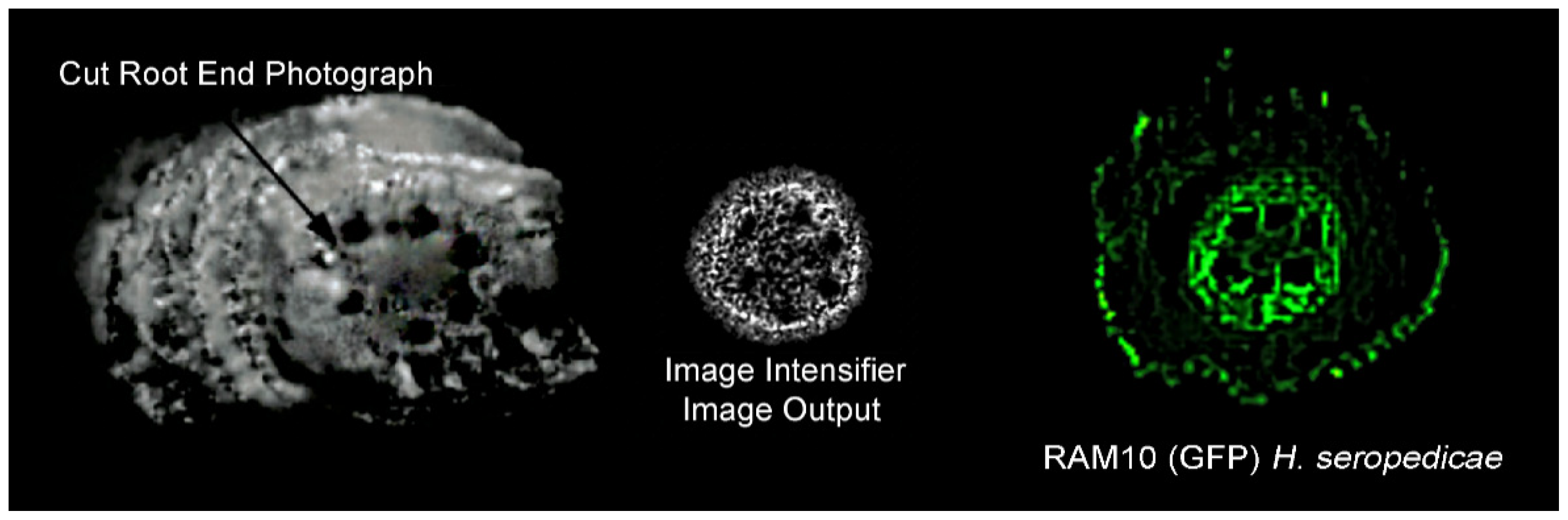 Polymers 14 05387 g006 Polymers 14 05387 g006