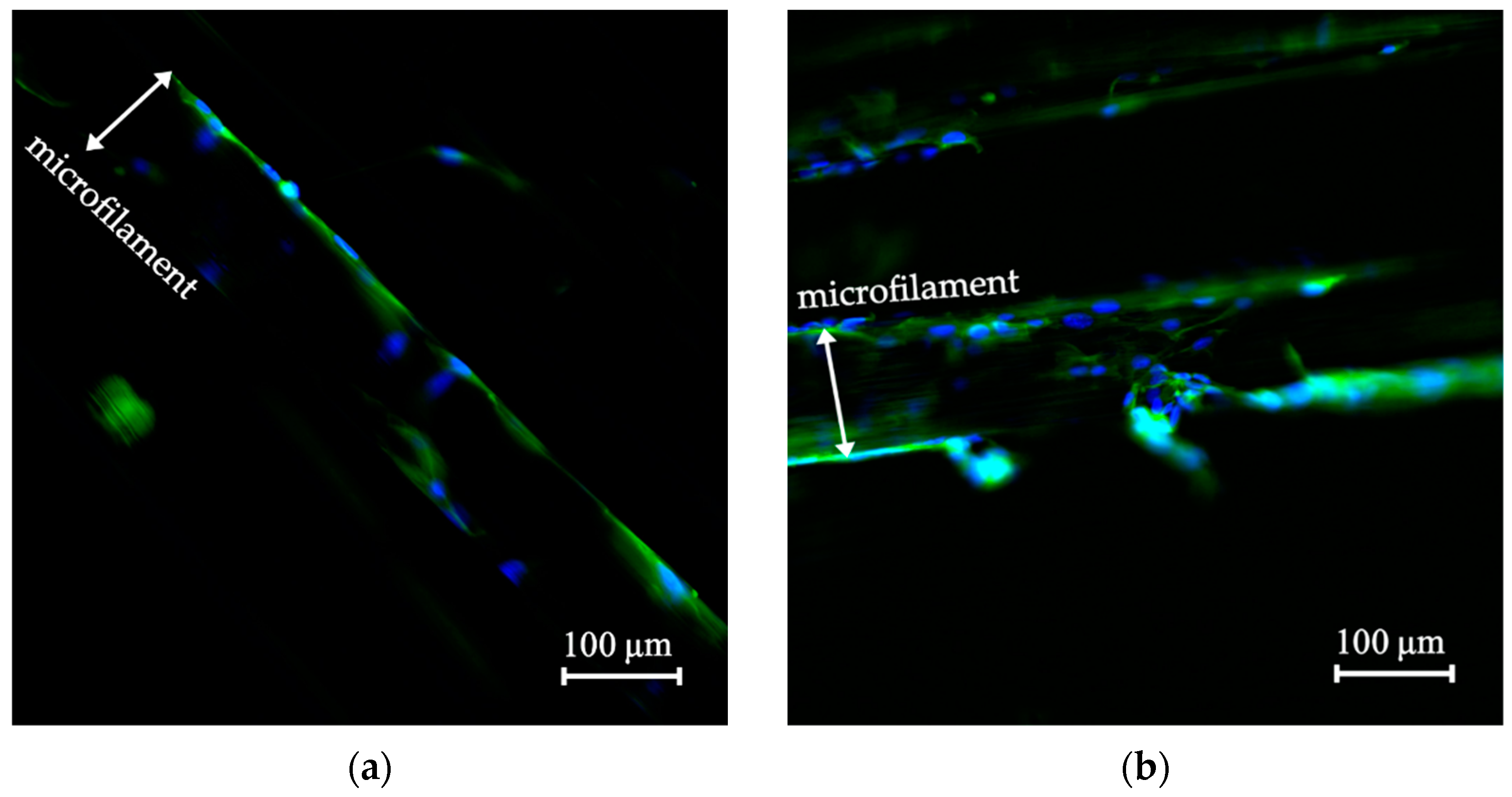 Polymers Free FullText Musclelike Scaffolds for Biomechanical