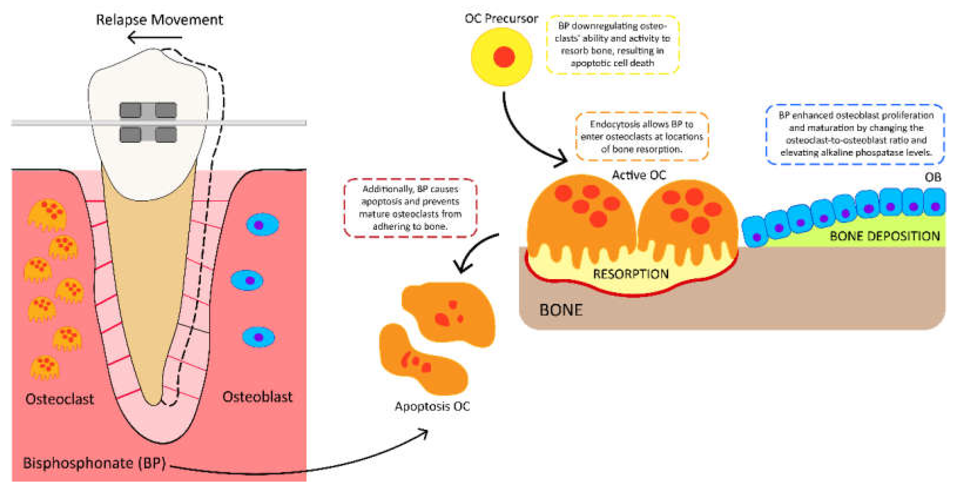 Polymers 15 00103 g004