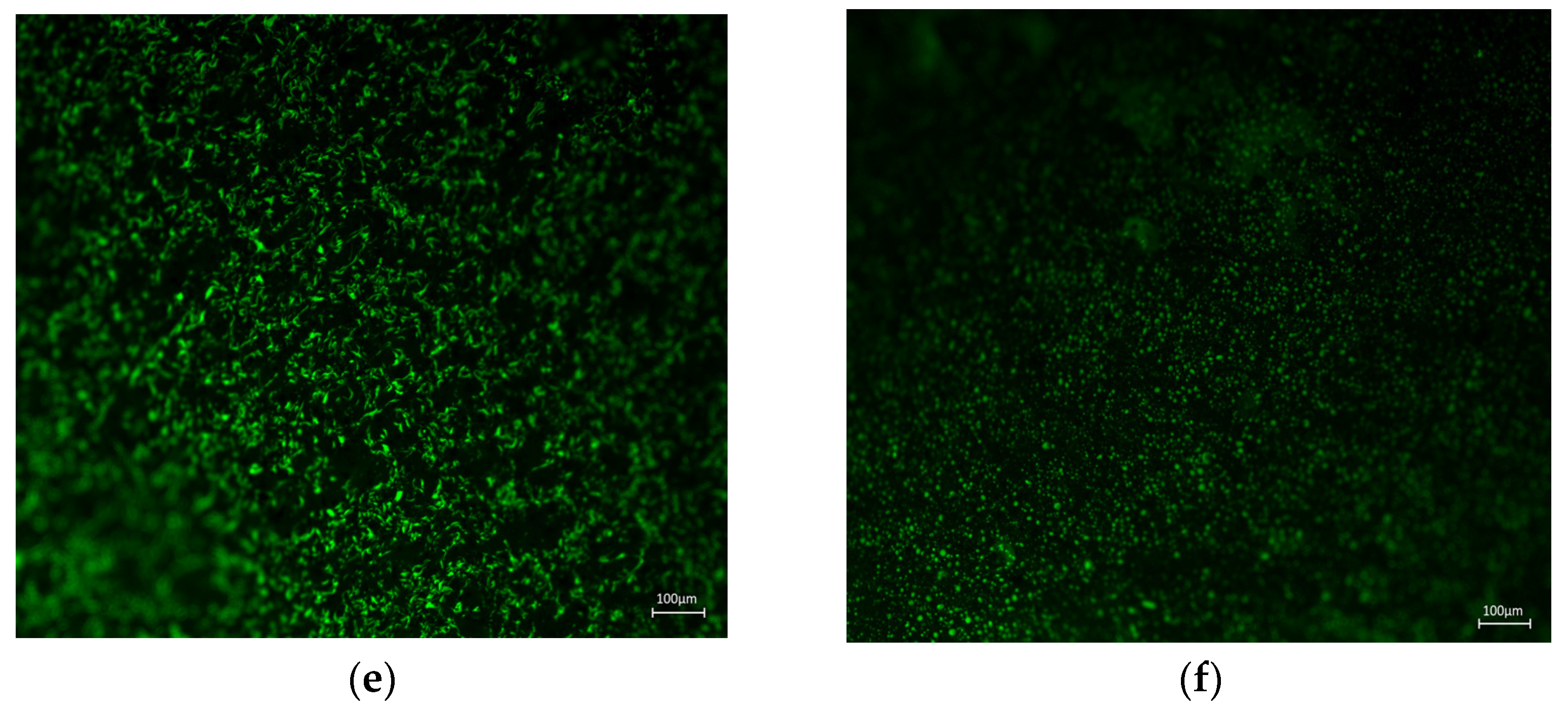 Polymers 15 00104 g018b