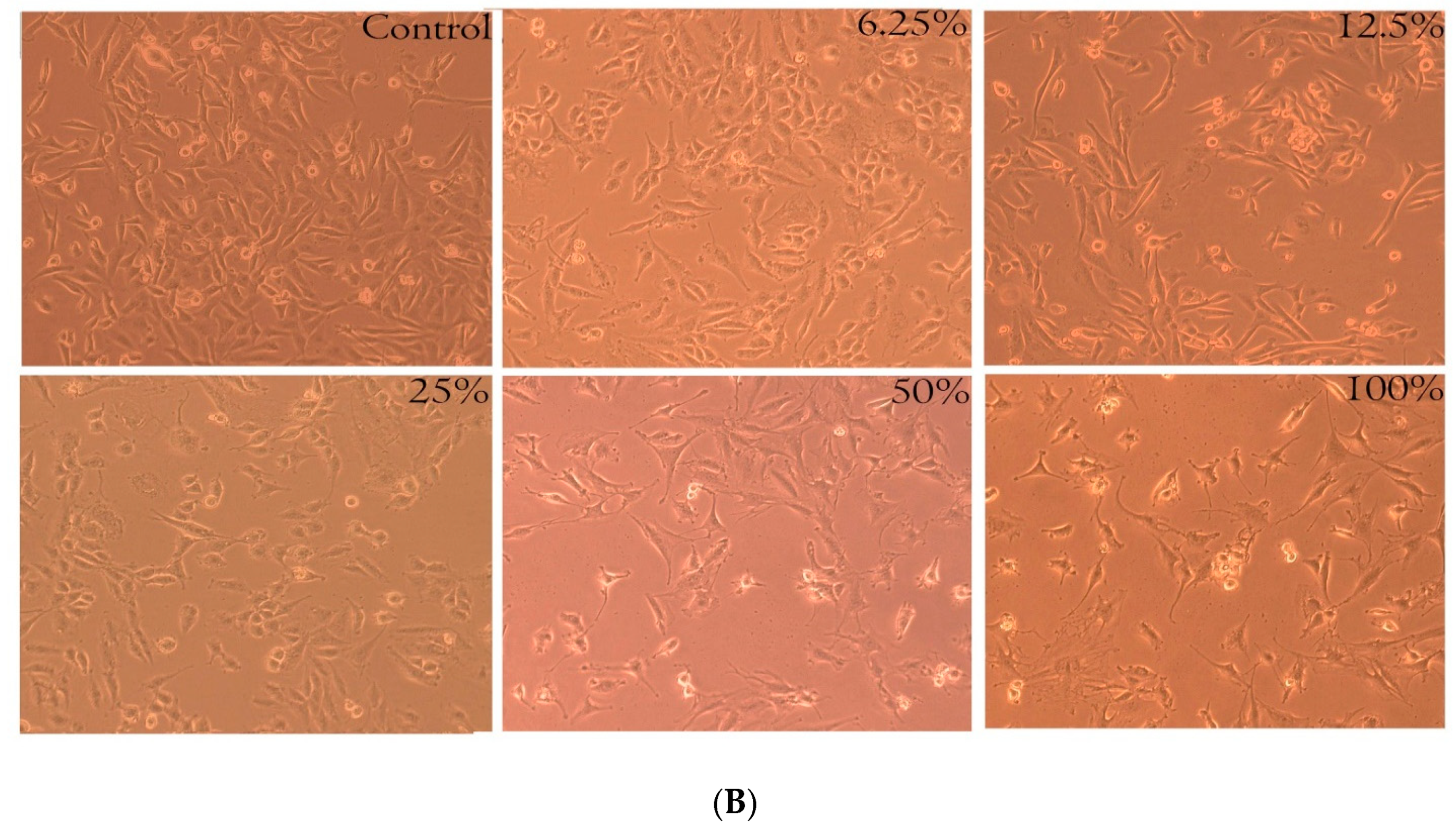 Polymers 15 00115 g005b Polymers 15 00115 g005b