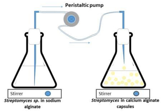 Jacquard Sodium Alginate SH