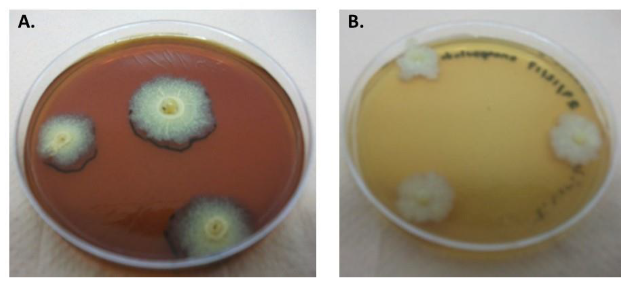 Polymers 15 00207 g012