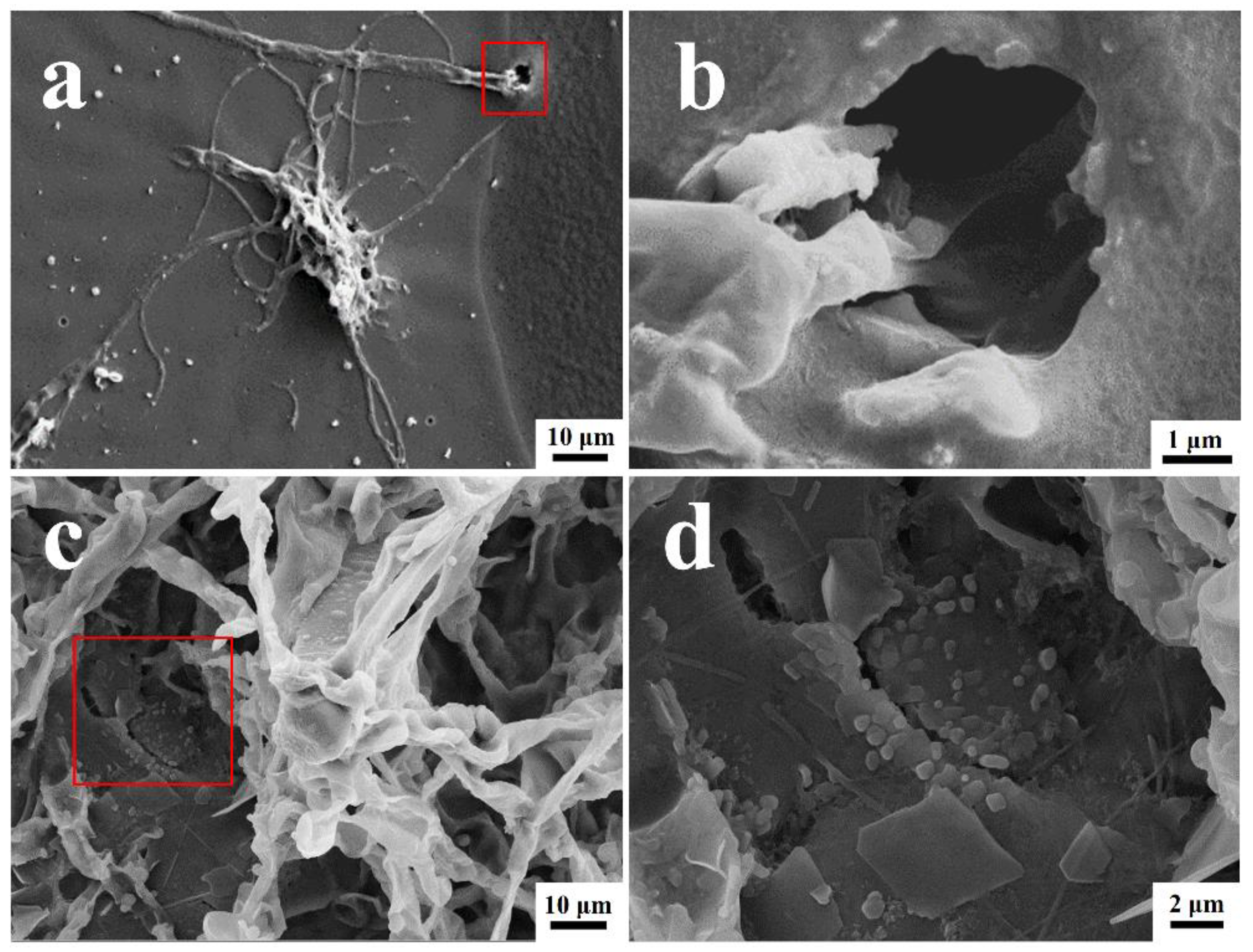 Polymers 15 00328 g004 Polymers 15 00328 g004