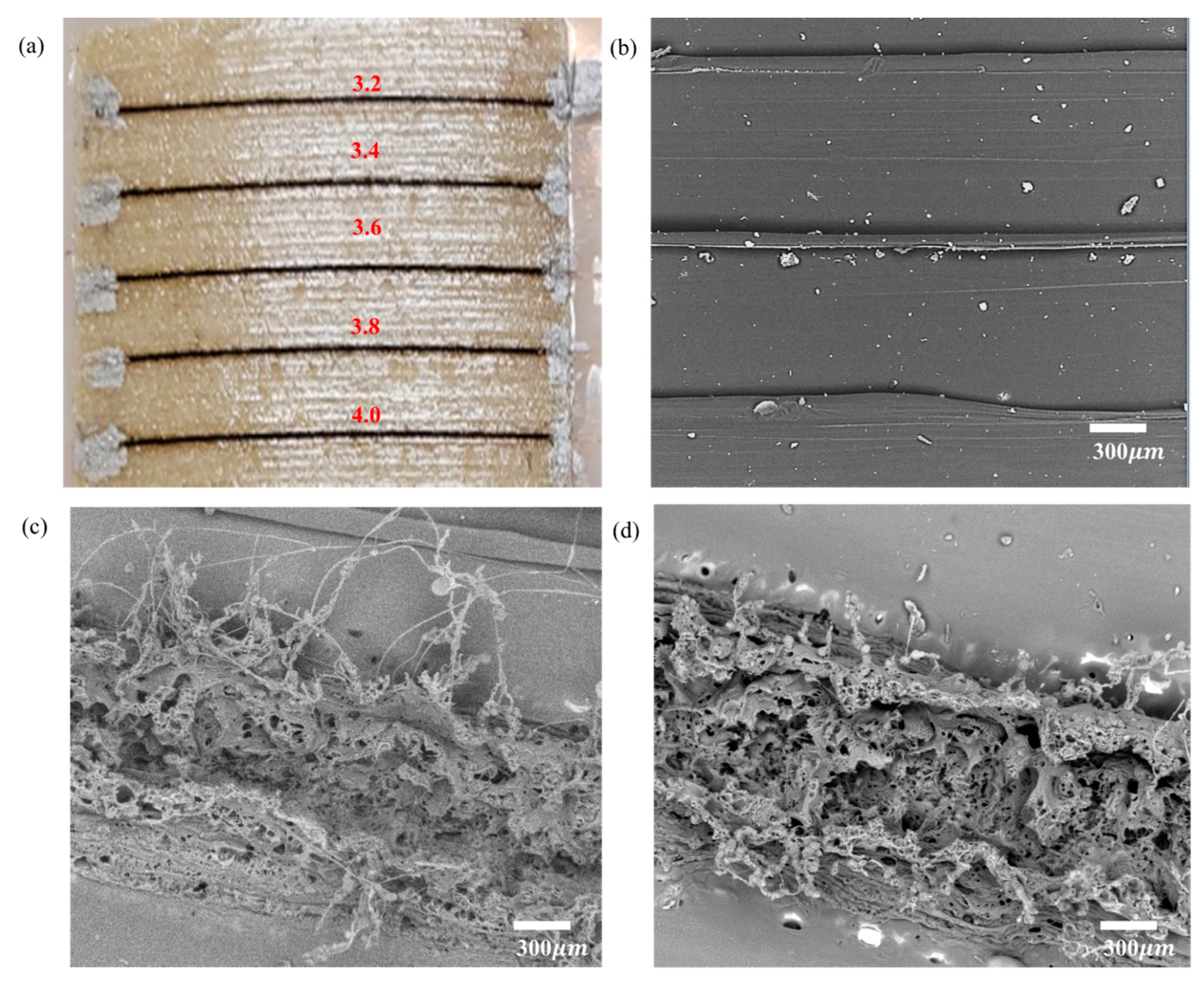 Polymers 15 00443 g005