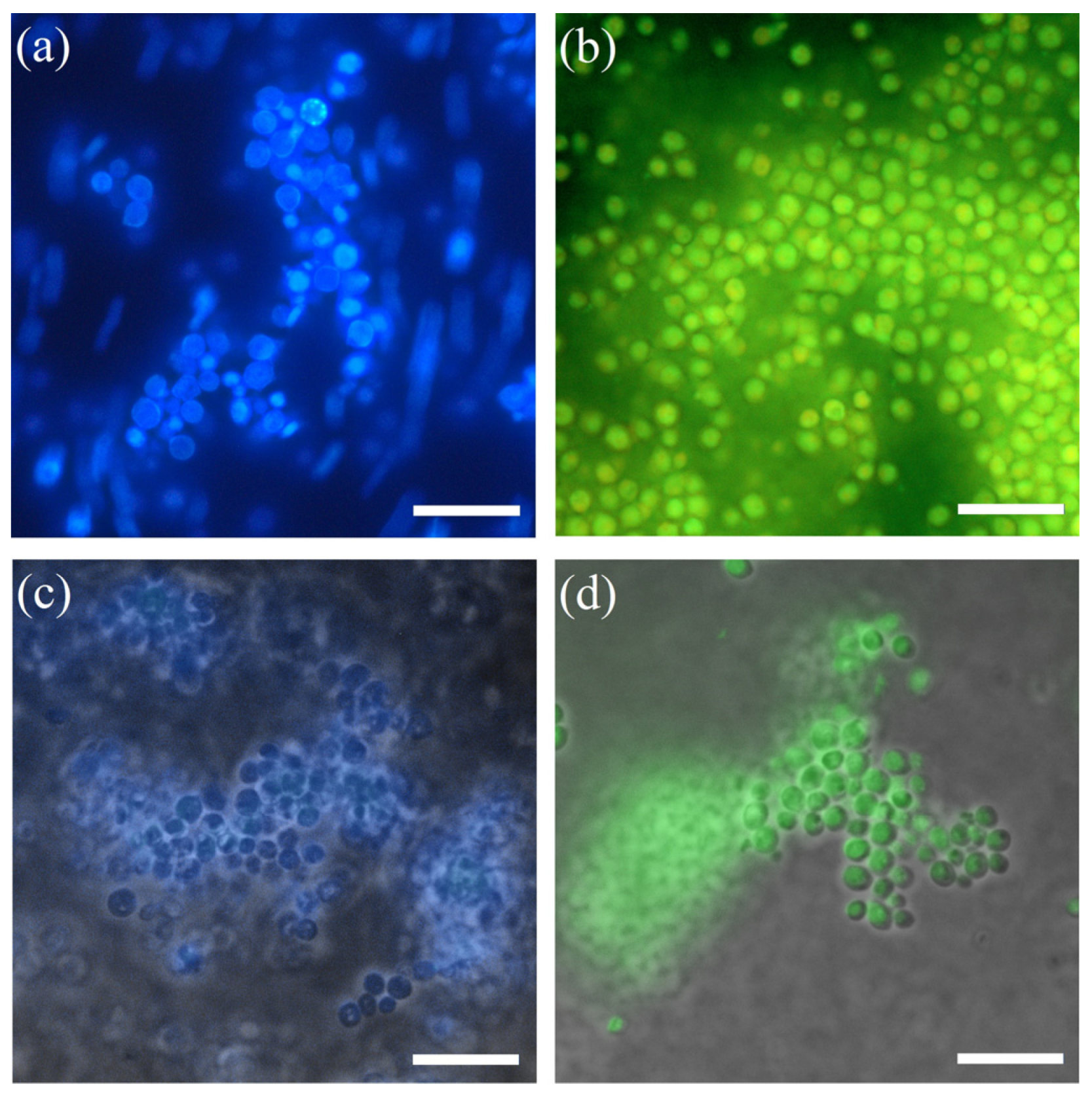 Polymers 15 00458 g005 Polymers 15 00458 g005