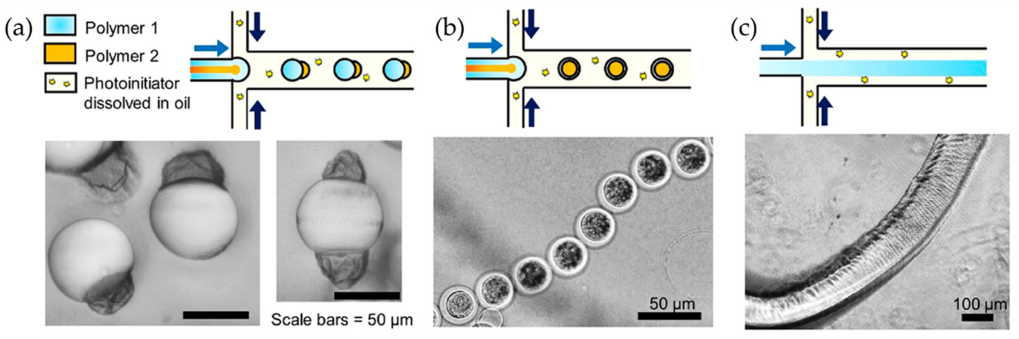 Polymers 15 00612 g025