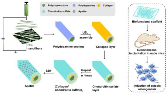 Polymers | Free Full-Text | Polymeric Membranes For Biomedical Applications