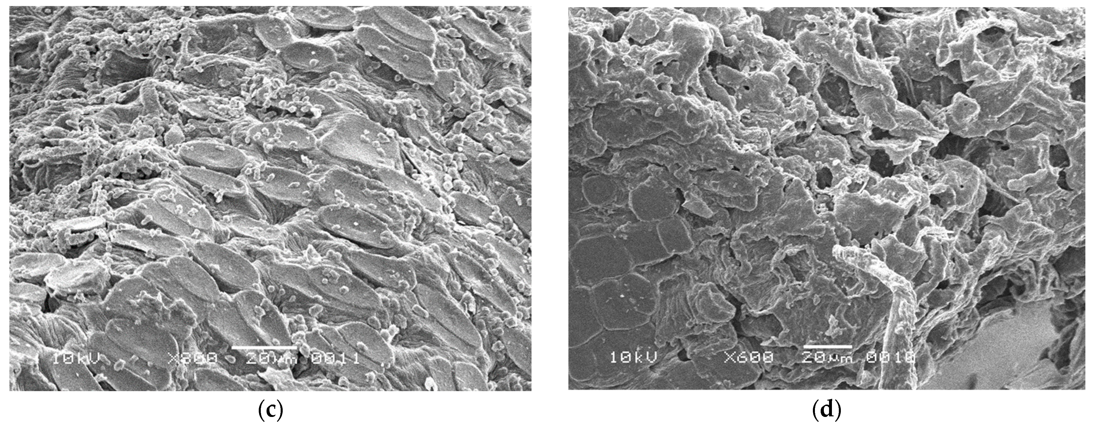 Polymers 15 00683 g004b
