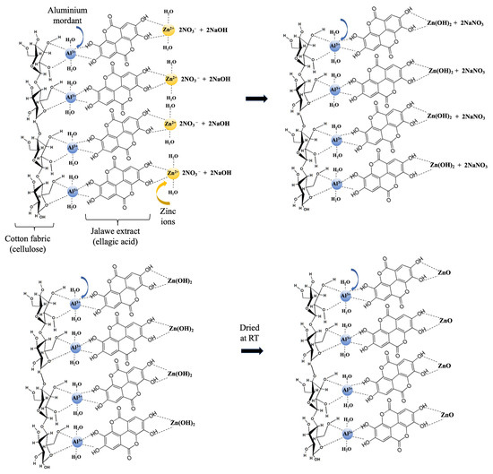 Designing UV-protective and hydrophilic or hydrophobic cotton fabrics  through in-situ ZnO synthesis using biodegradable waste extracts -  ScienceDirect