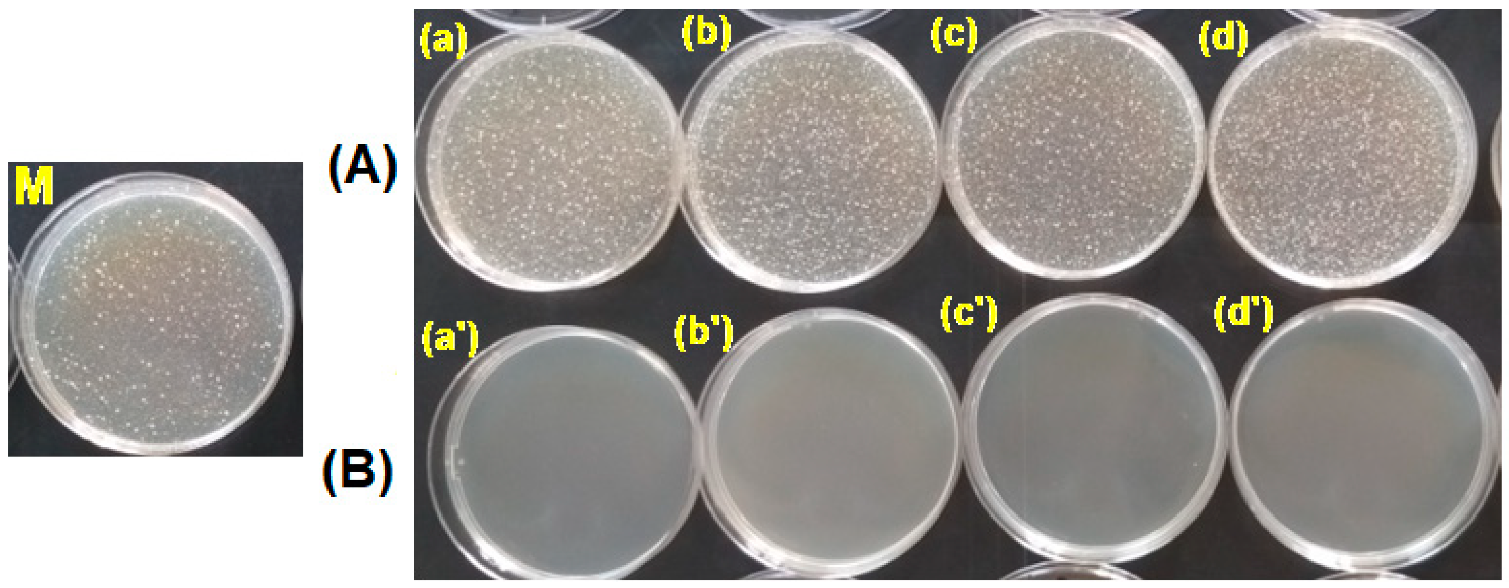 Polymers 15 00877 g012