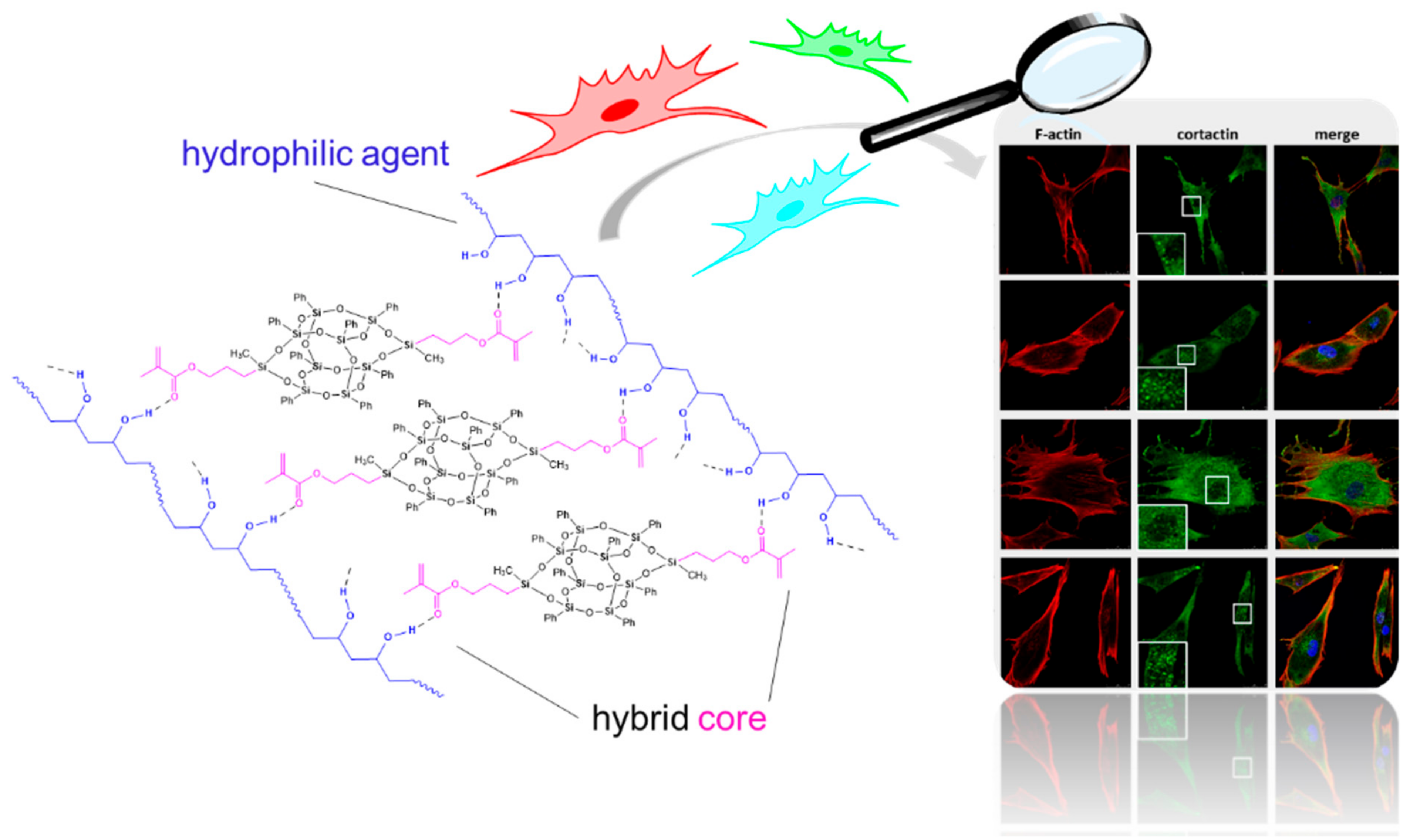 Polymers 15 01452 g006