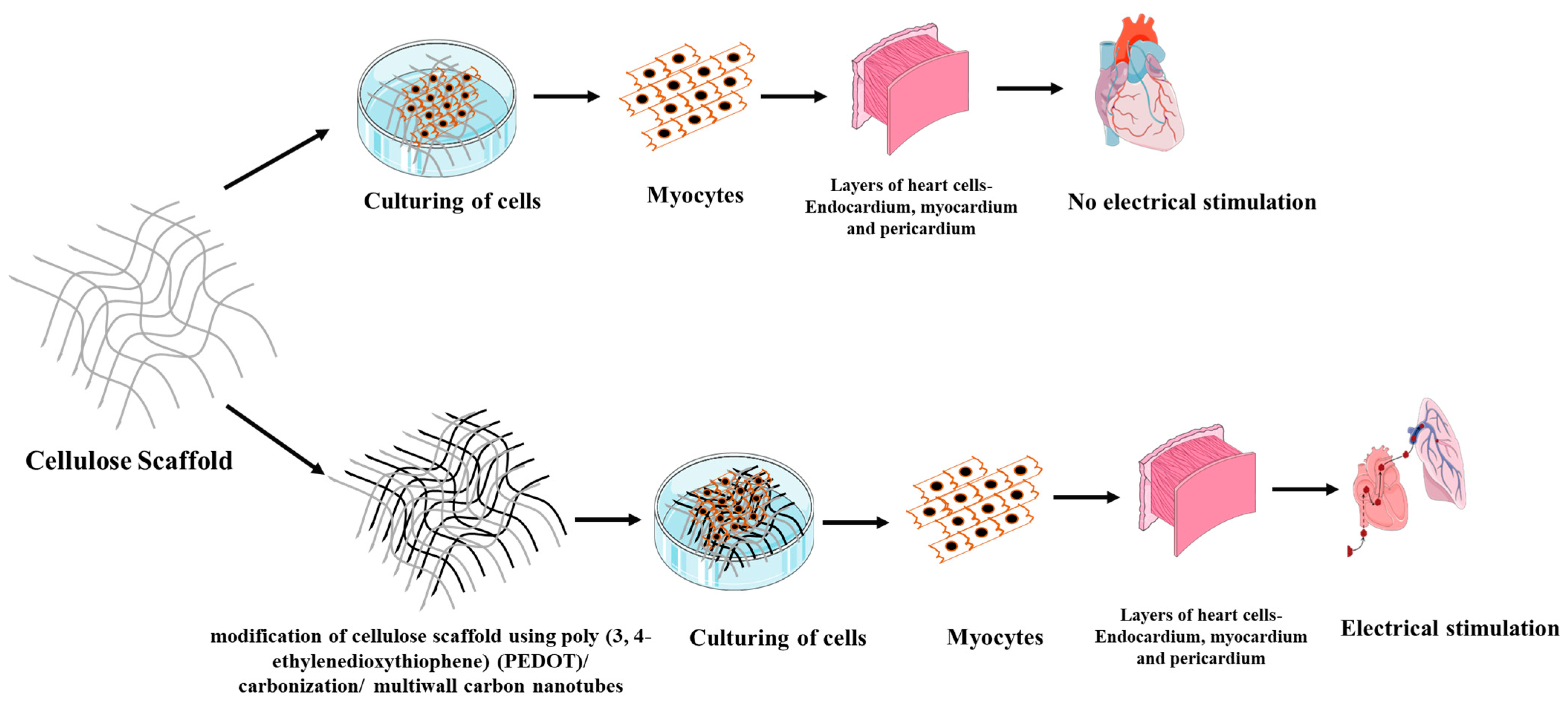 Polymers Free Full Text Scaffold Using Chitosan Agarose Cellulose Dextran And Protein For 4090