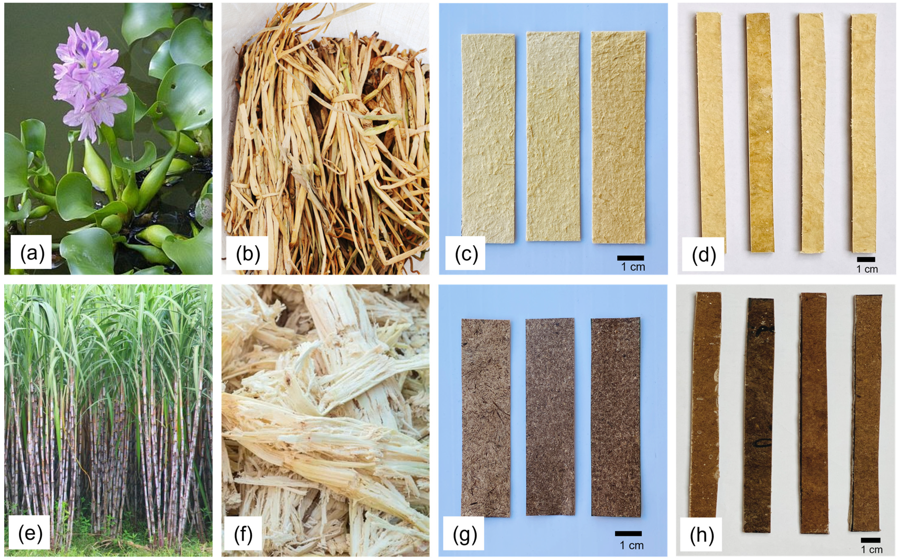 Polymers | Free Full-Text | Development and Characterization of  Bio-Composites from the Plant Wastes of Water Hyacinth and Sugarcane  Bagasse: Effect of Water Repellent and Gamma Radiation