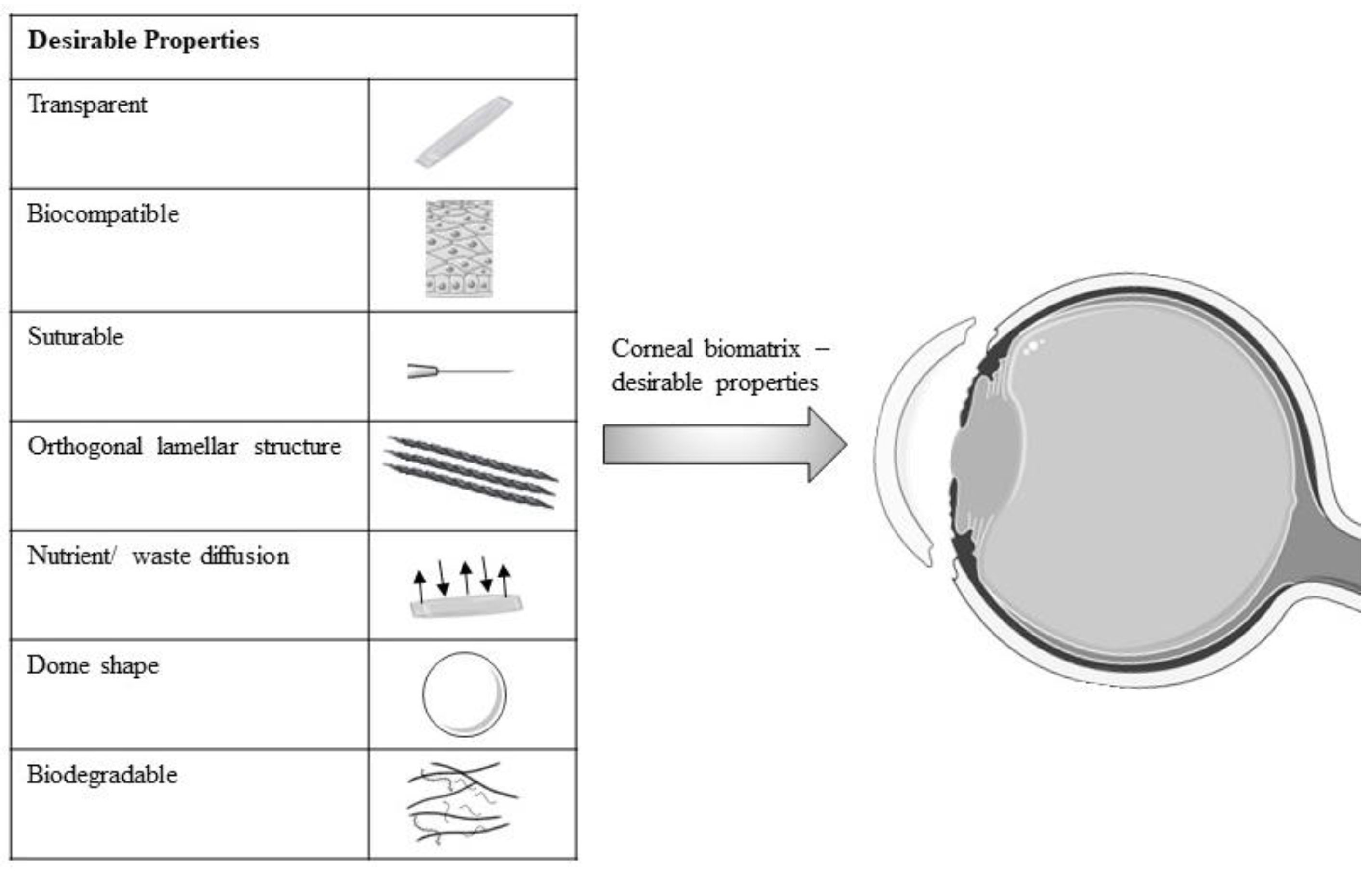 Polymers | Free Full-Text | Recent Approaches to the Modification of  Collagen Biomatrix as a Corneal Biomatrix and Its Cellular Interaction