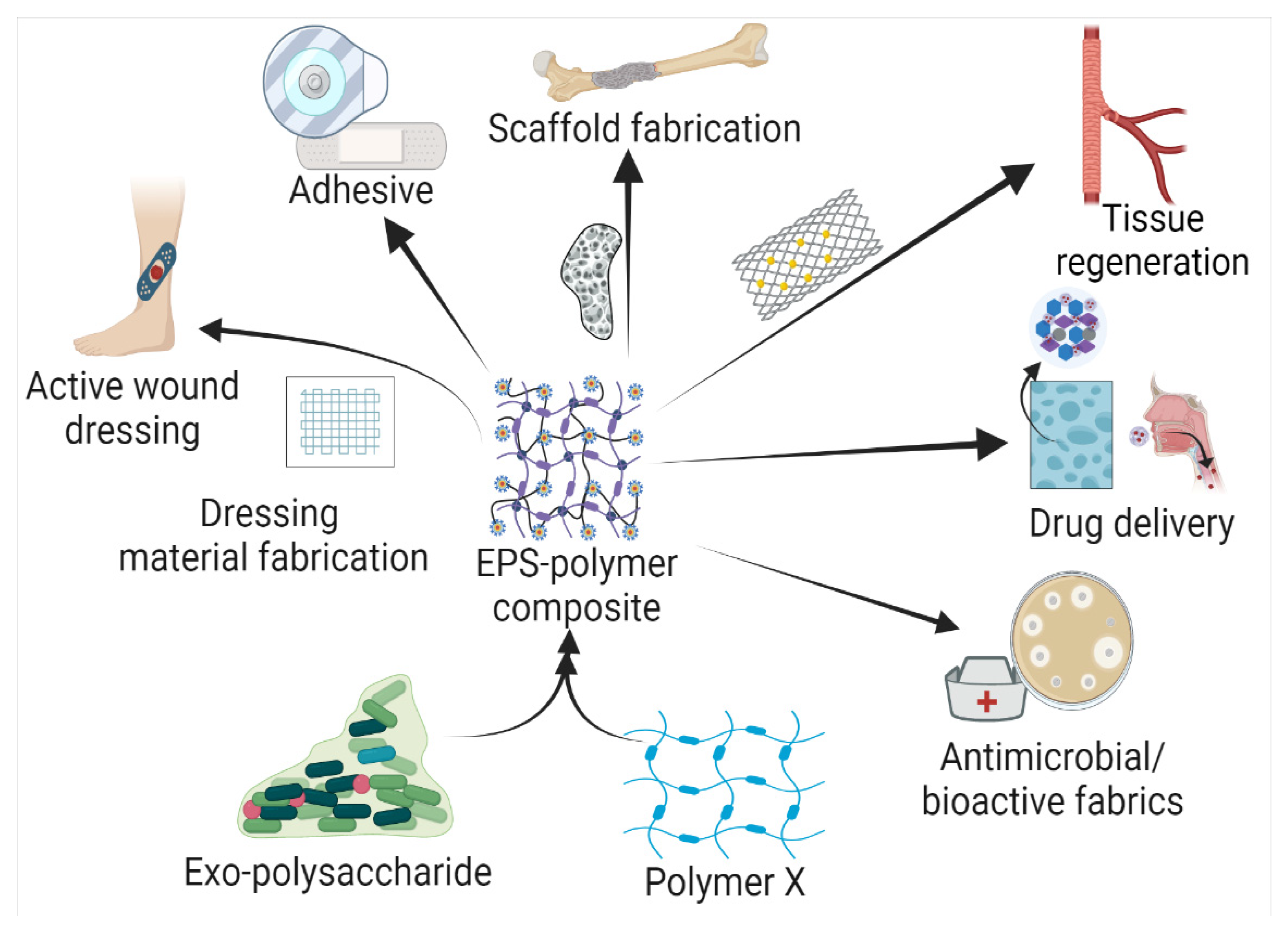 Polymers | Free Full-Text | Microbial Exopolysaccharide Composites in  Biomedicine and Healthcare: Trends and Advances